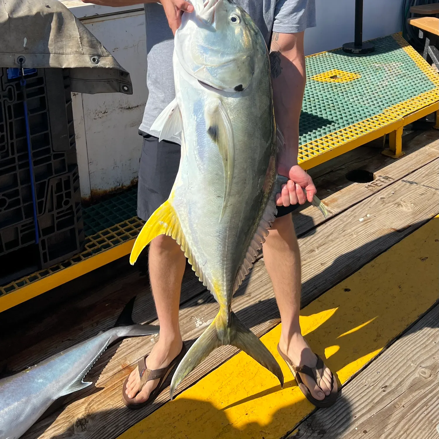 Crevalle jack caught on Fishbrain
