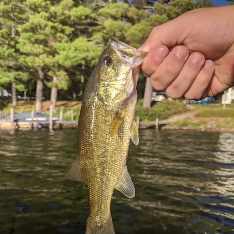 angler catch
