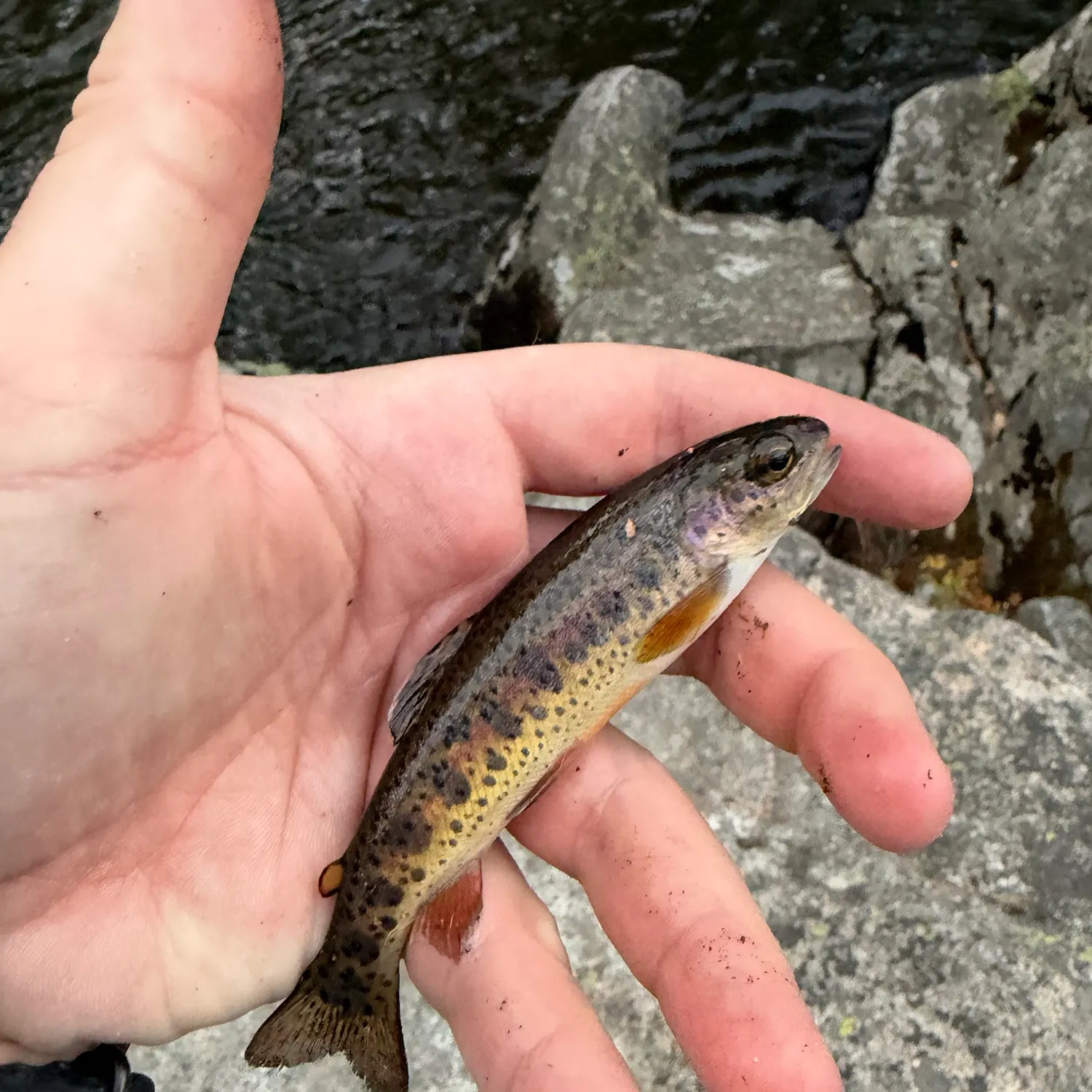 Rainbow trout caught on Fishbrain