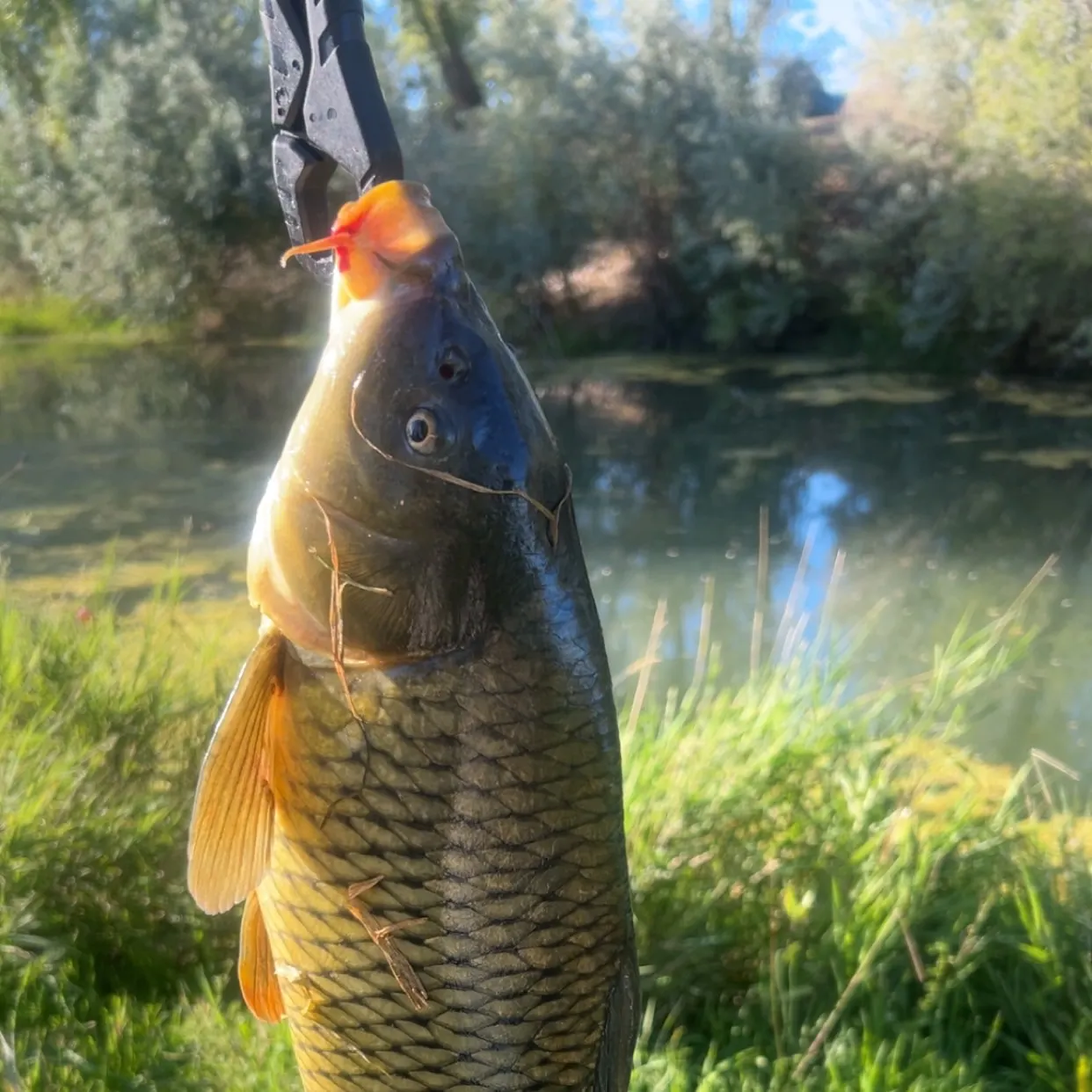 Common carp caught on Fishbrain