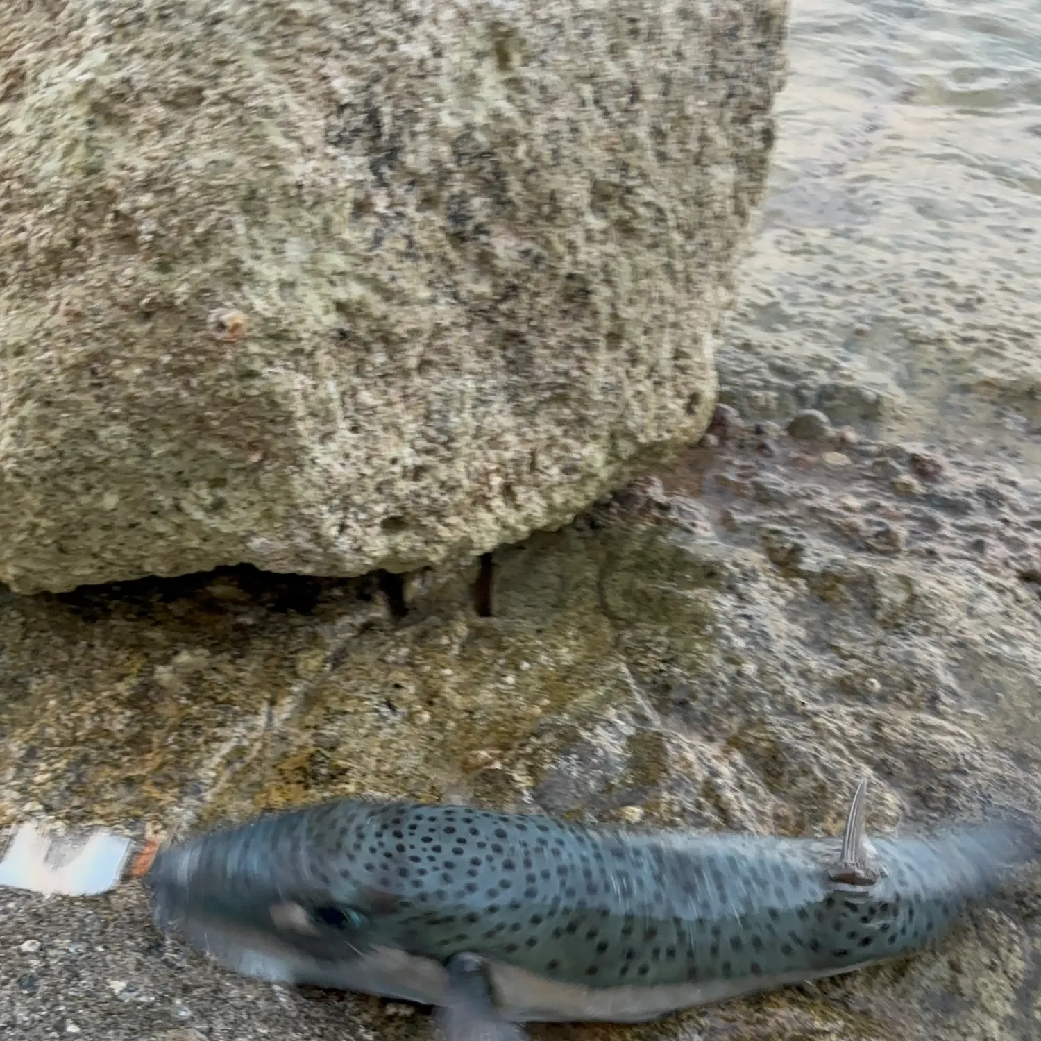 The most recent Silver-cheeked toadfish catches on Fishbrain