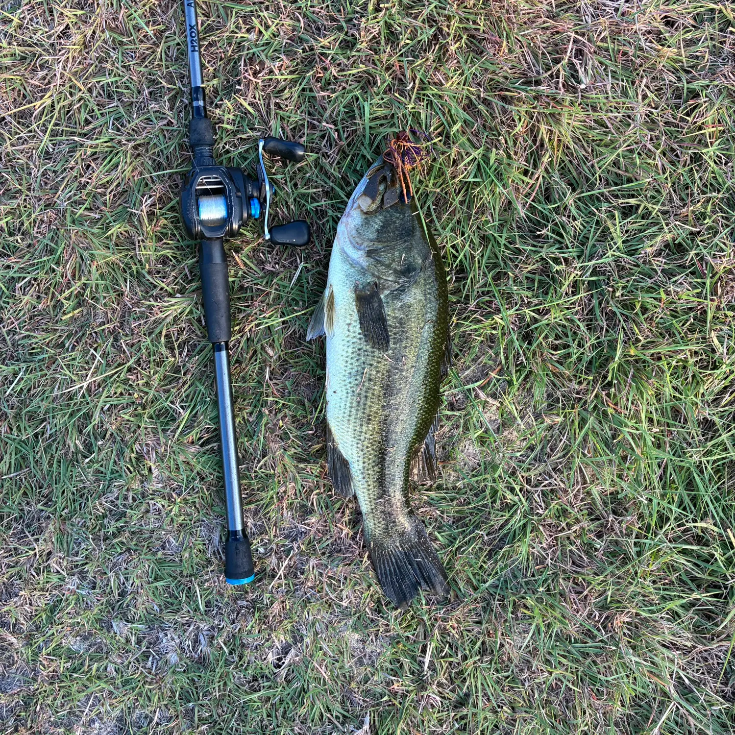 Largemouth bass caught on Fishbrain