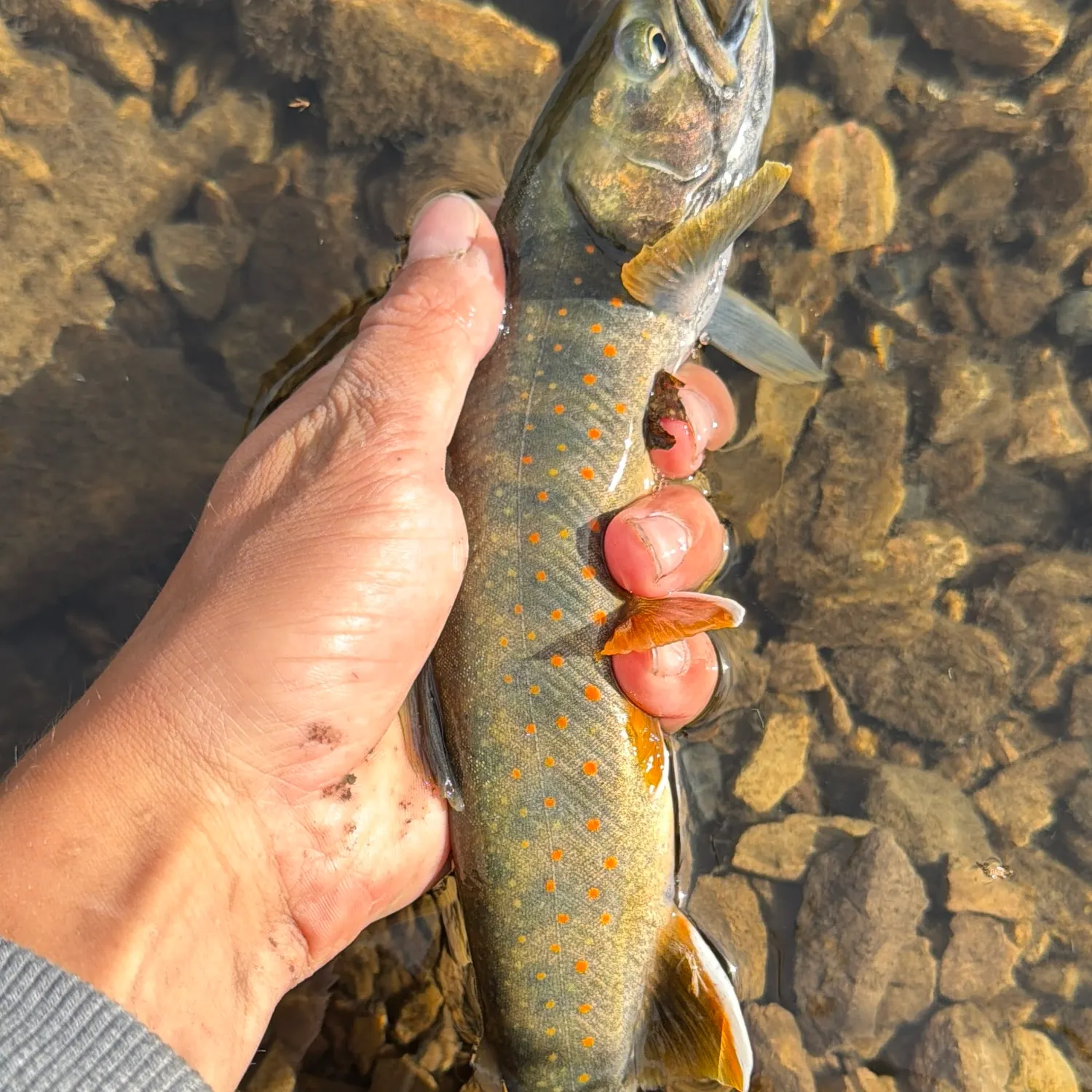 The most recent Dolly varden catches on Fishbrain