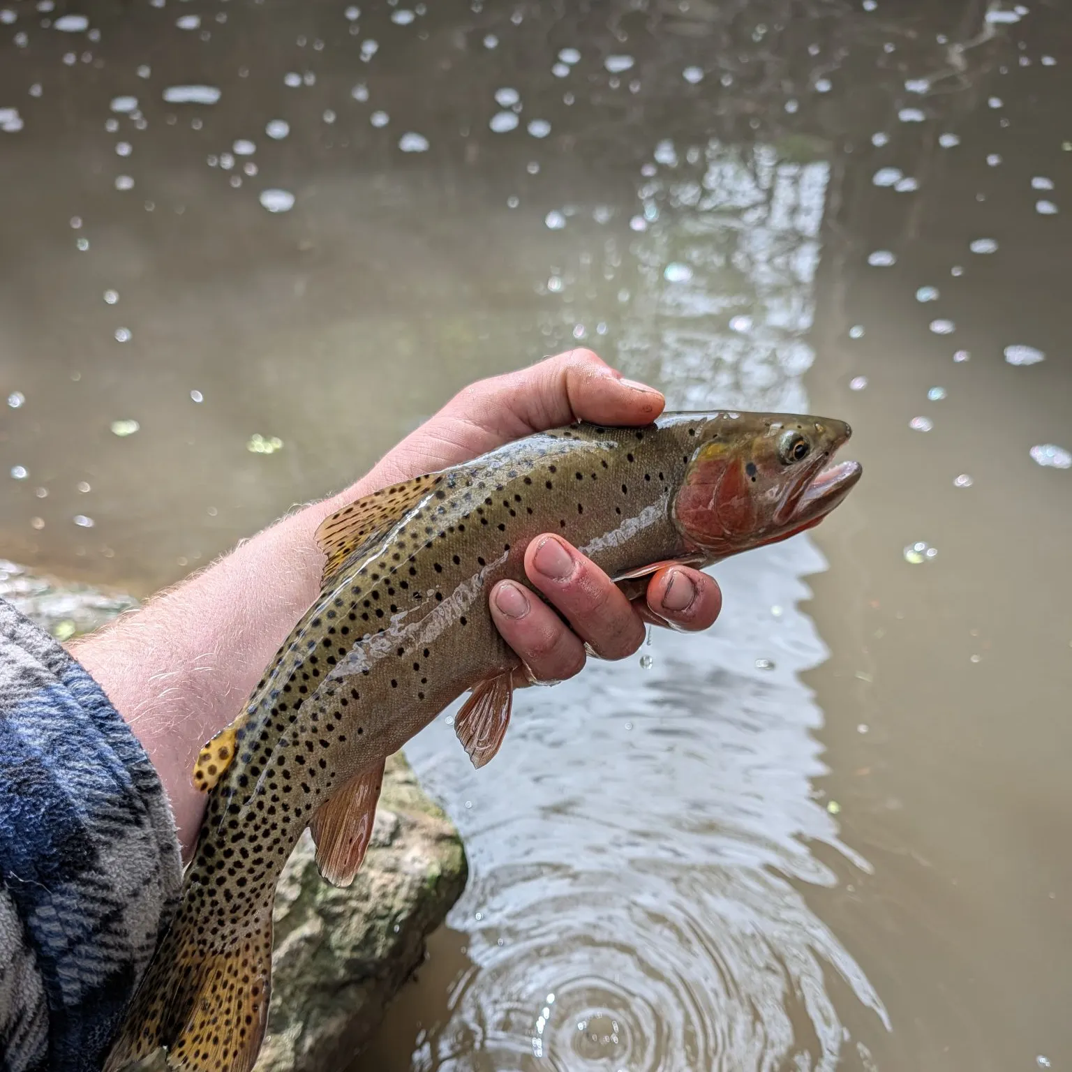 The most recent Bonneville cutthroat trout catches on Fishbrain
