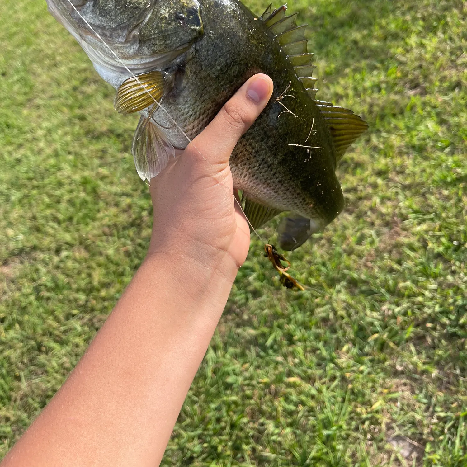 The most recent Largemouth bass catches on Fishbrain