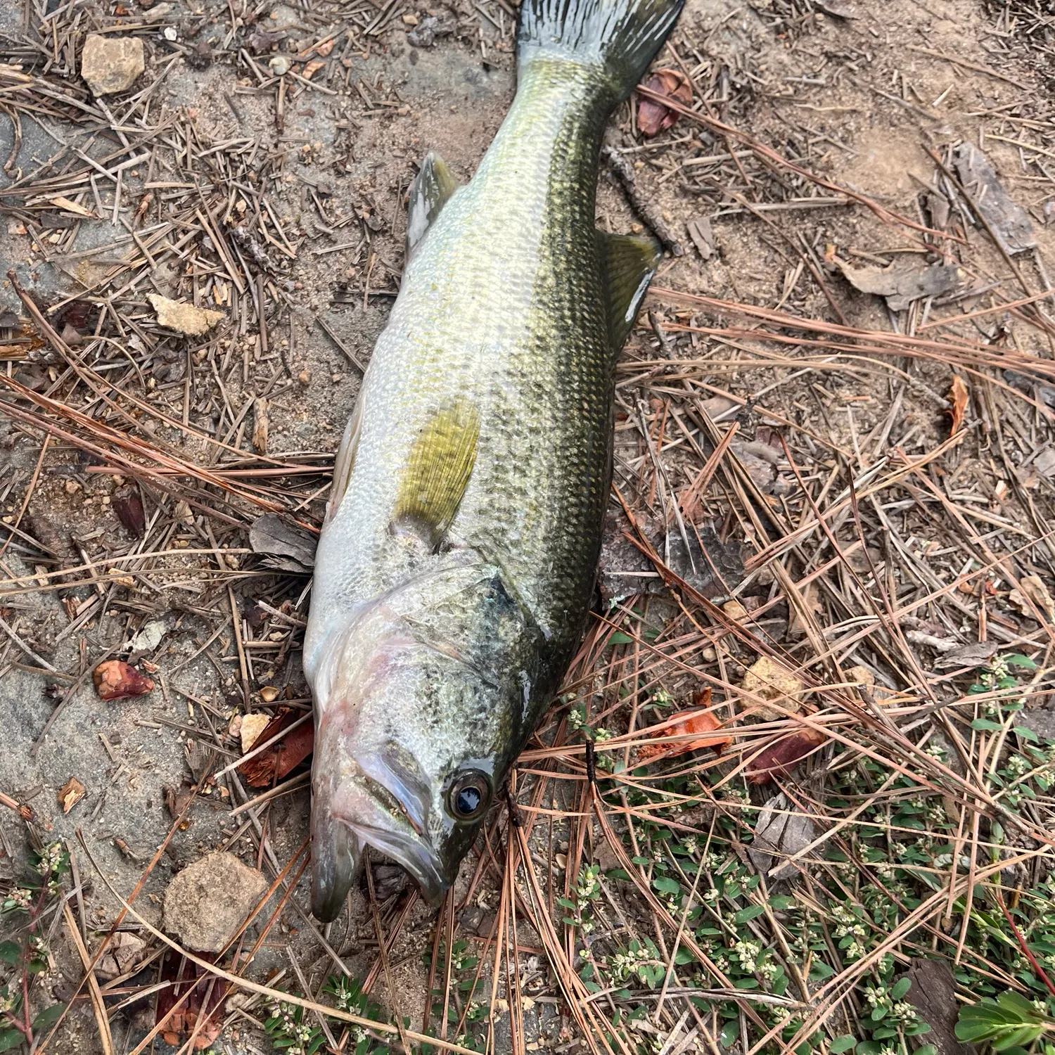Largemouth bass caught on Fishbrain