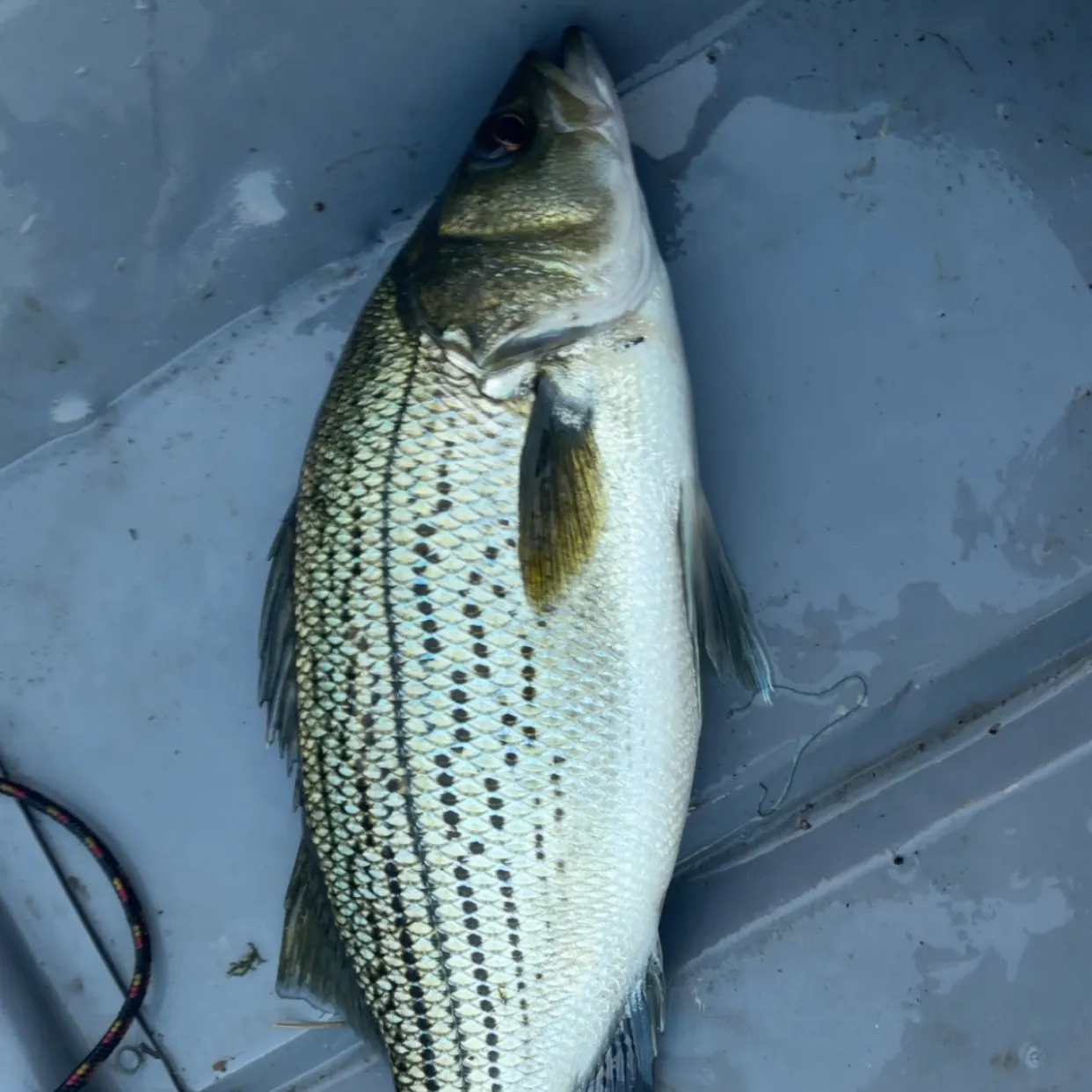 Wiper caught on Fishbrain
