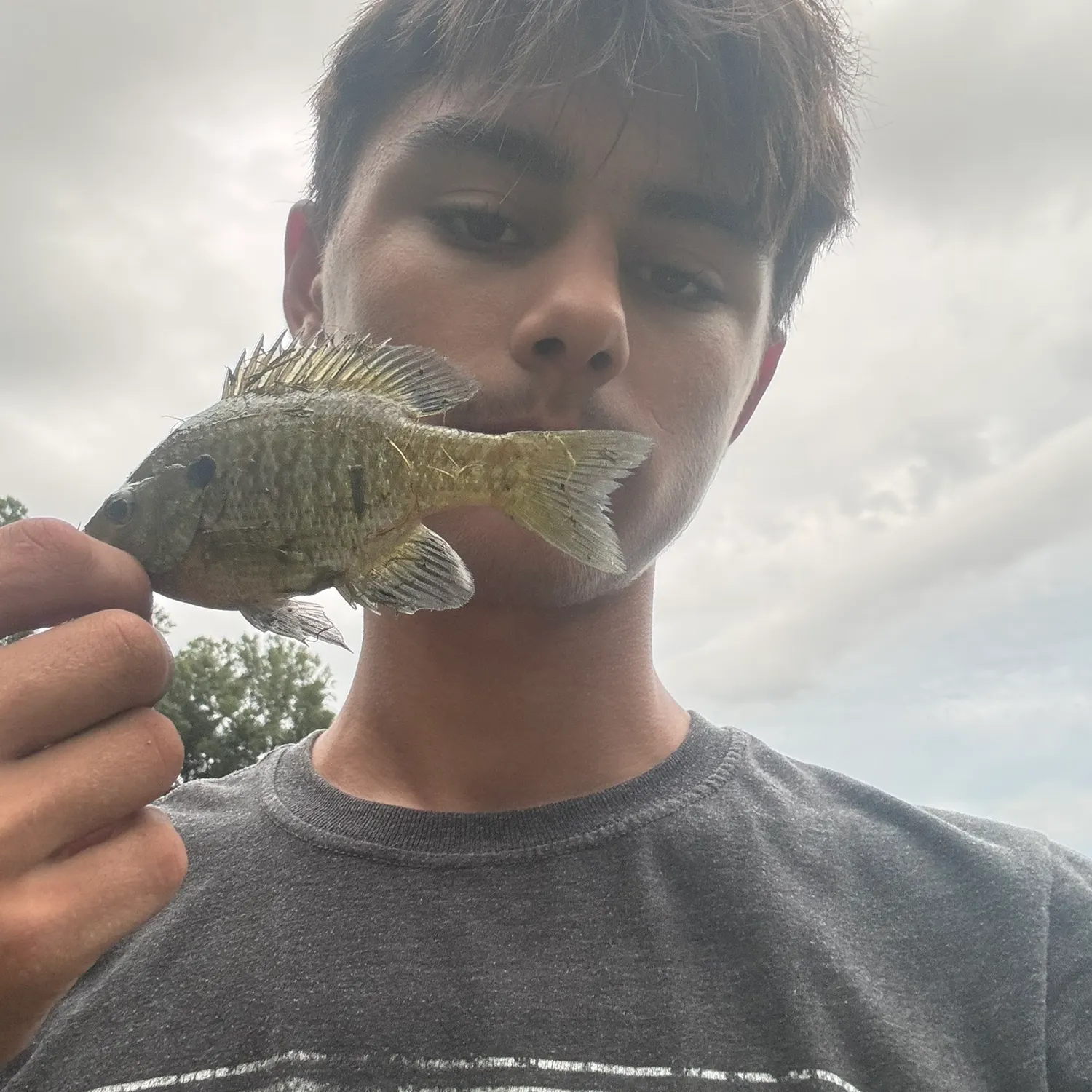 Bluegill caught on Fishbrain