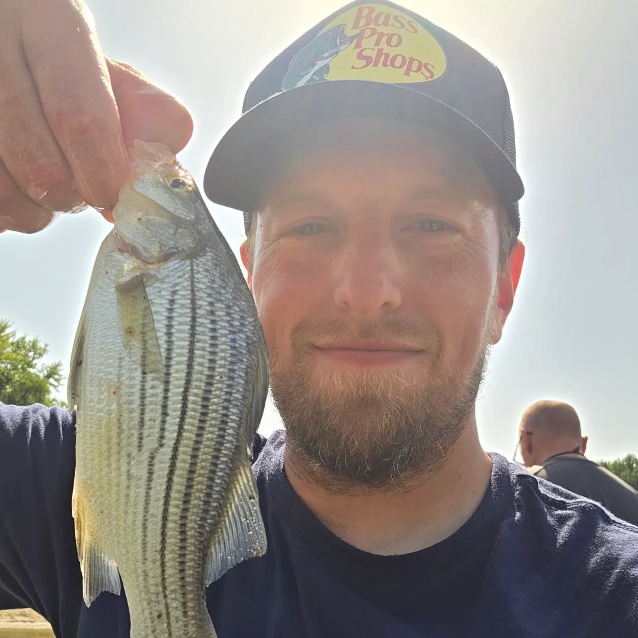 White bass caught on Fishbrain