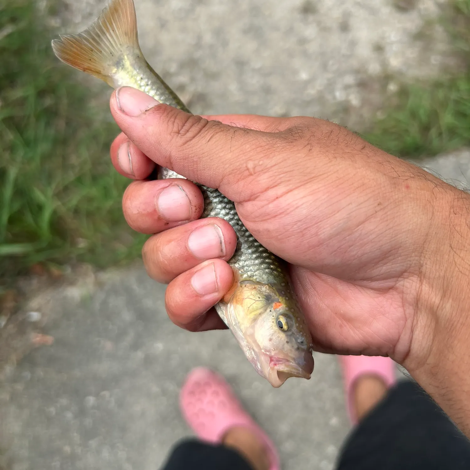 Hornyhead chub caught on Fishbrain