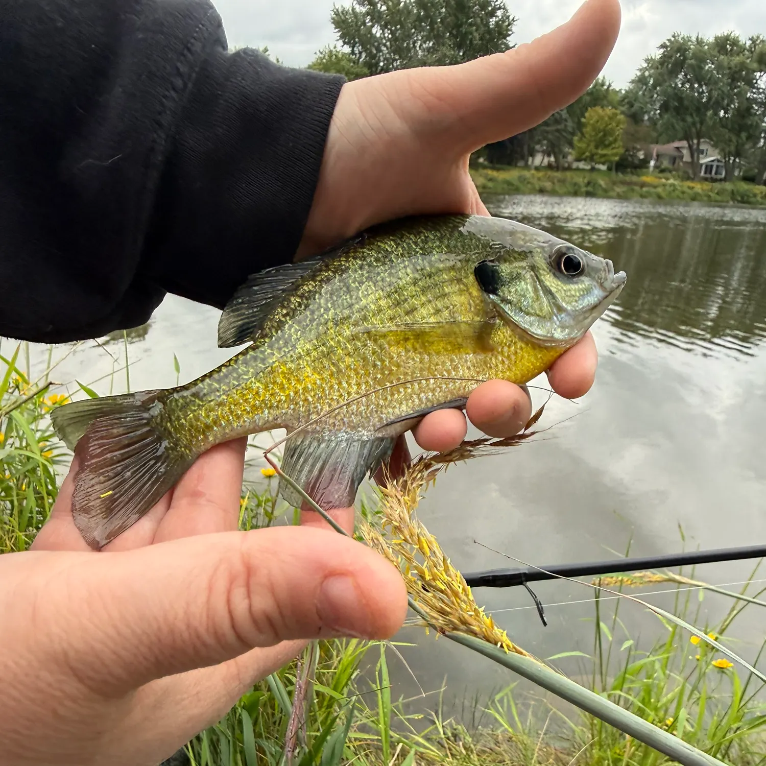 Bluegill caught on Fishbrain