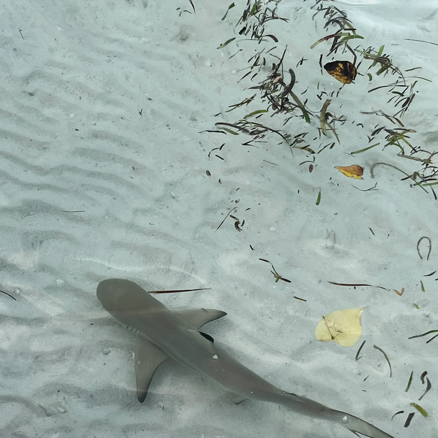 The most recent Blacktip reef shark catches on Fishbrain