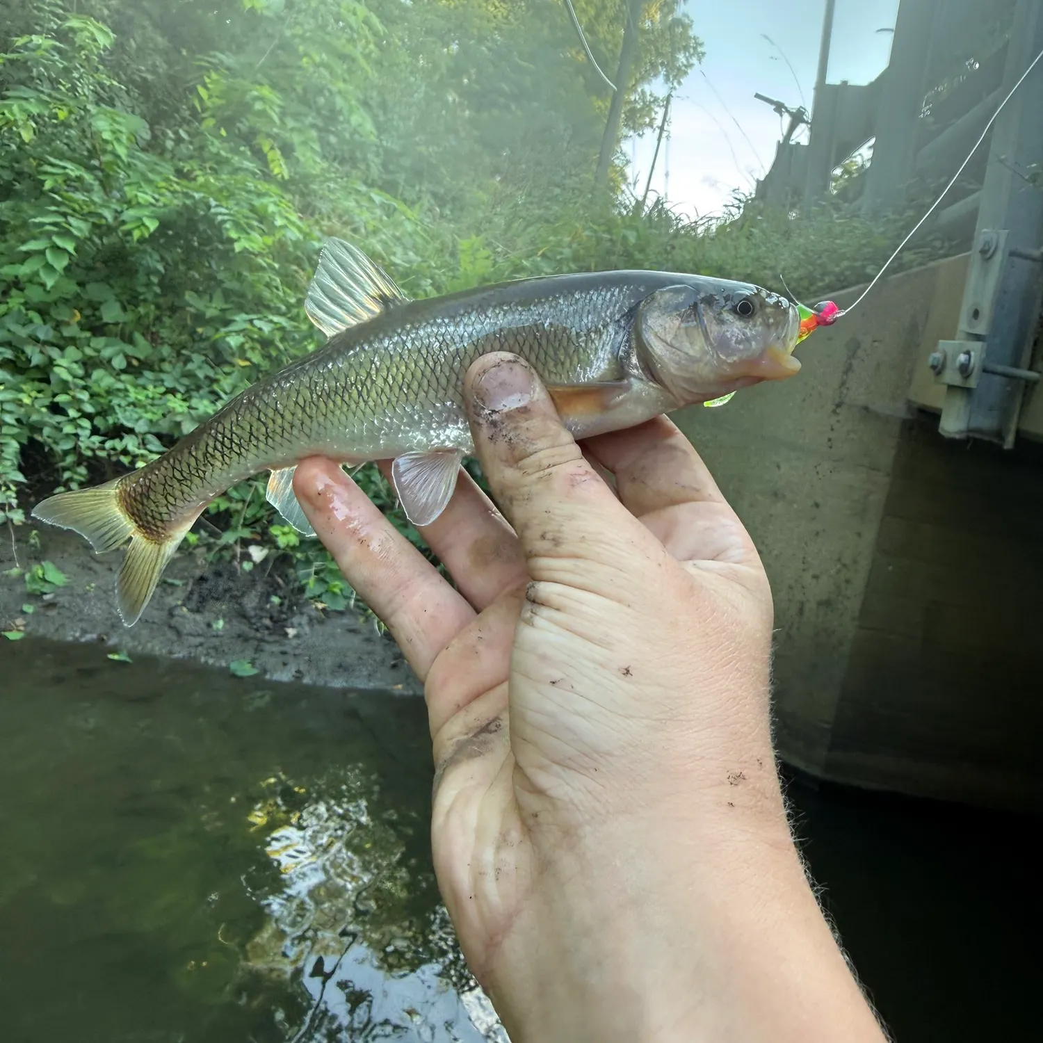 Creek chub caught on Fishbrain