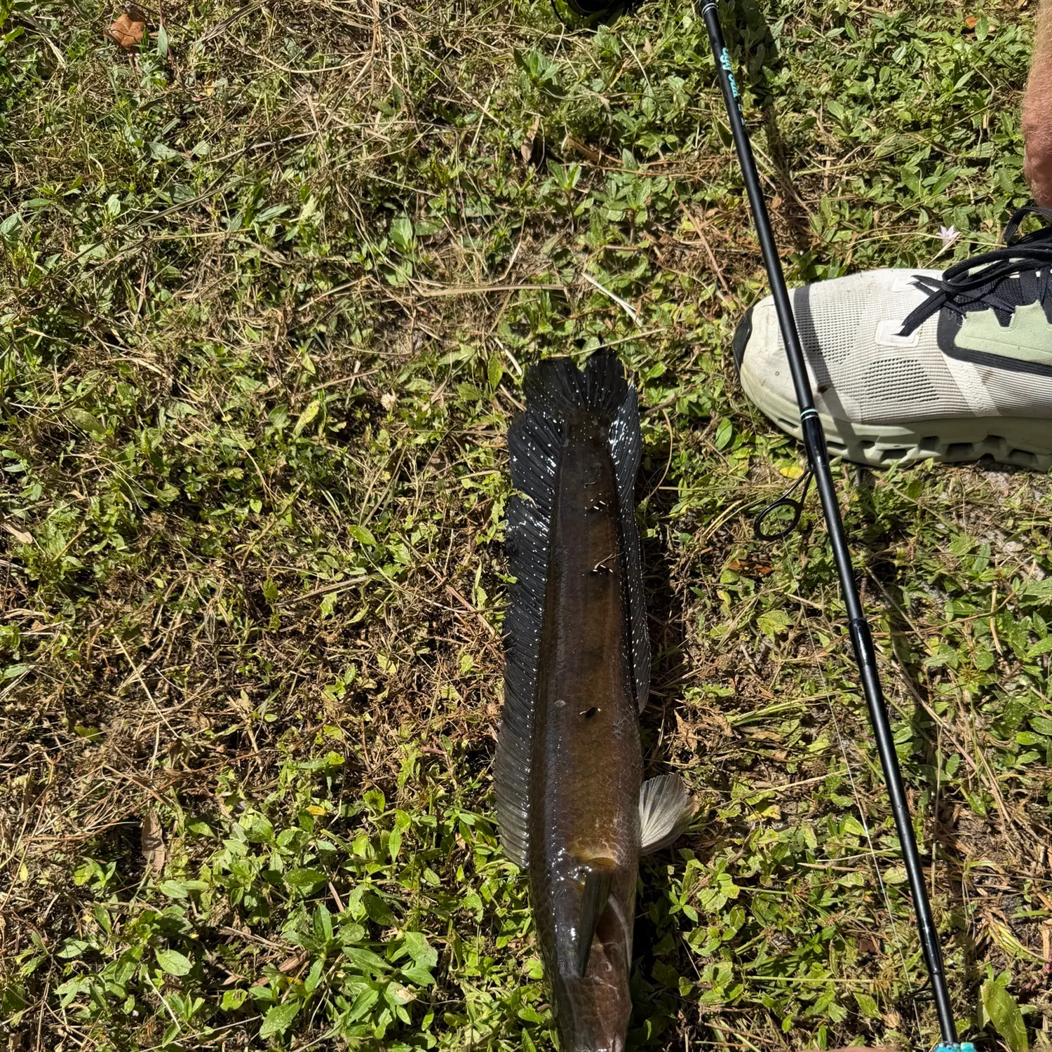 The most recent Goldline snakehead catches on Fishbrain
