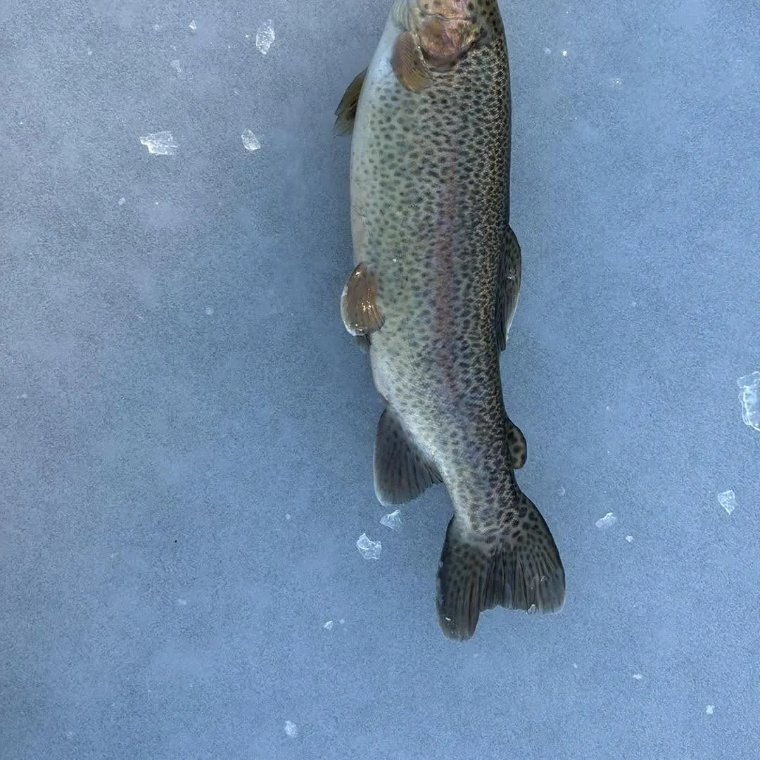 The most recent Rainbow trout catches on Fishbrain