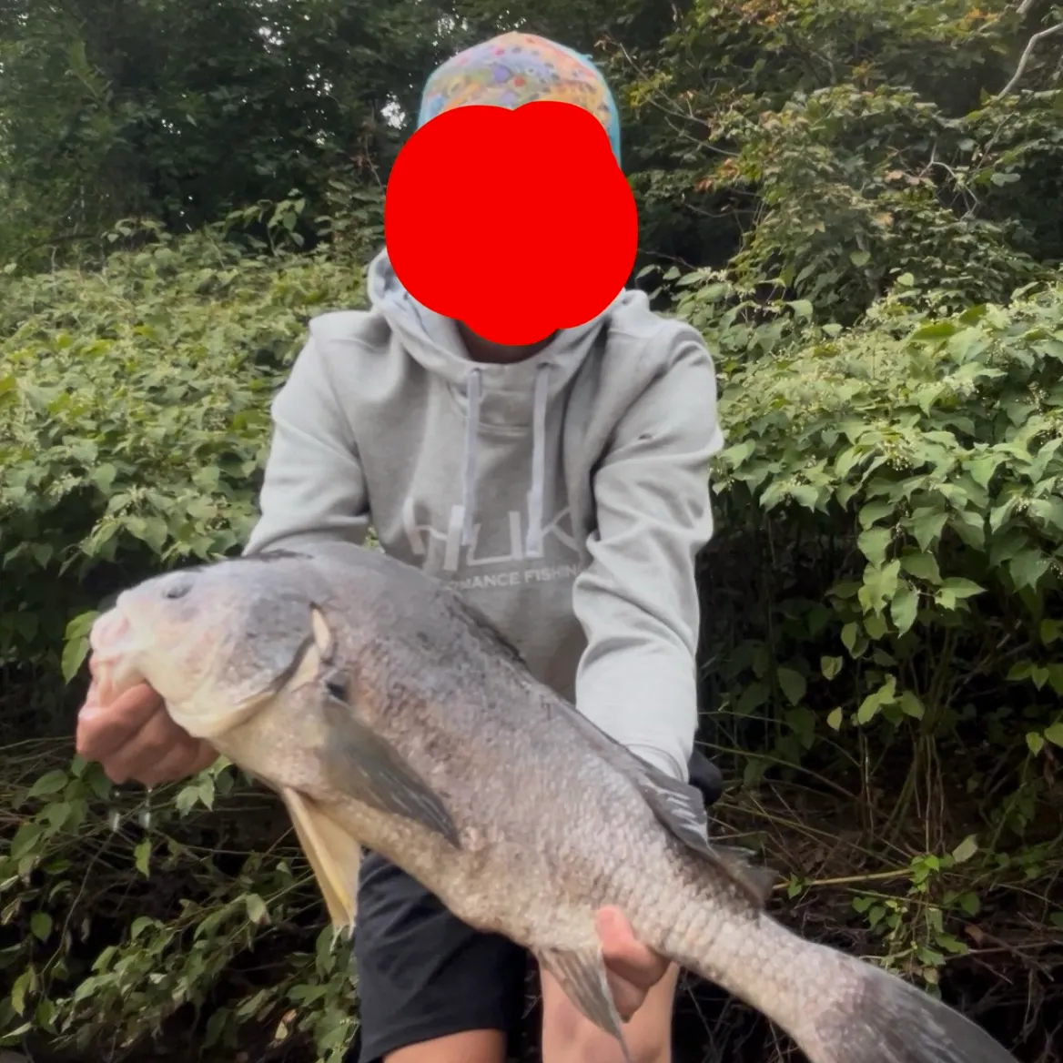 Freshwater drum caught on Fishbrain