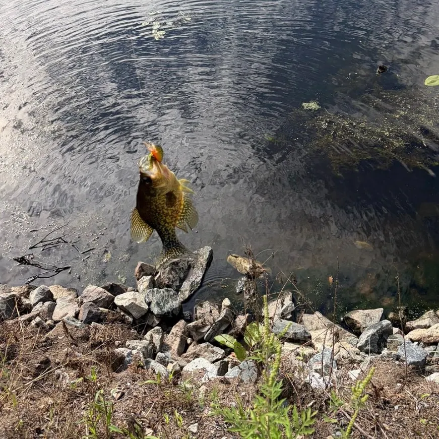 Black crappie caught on Fishbrain