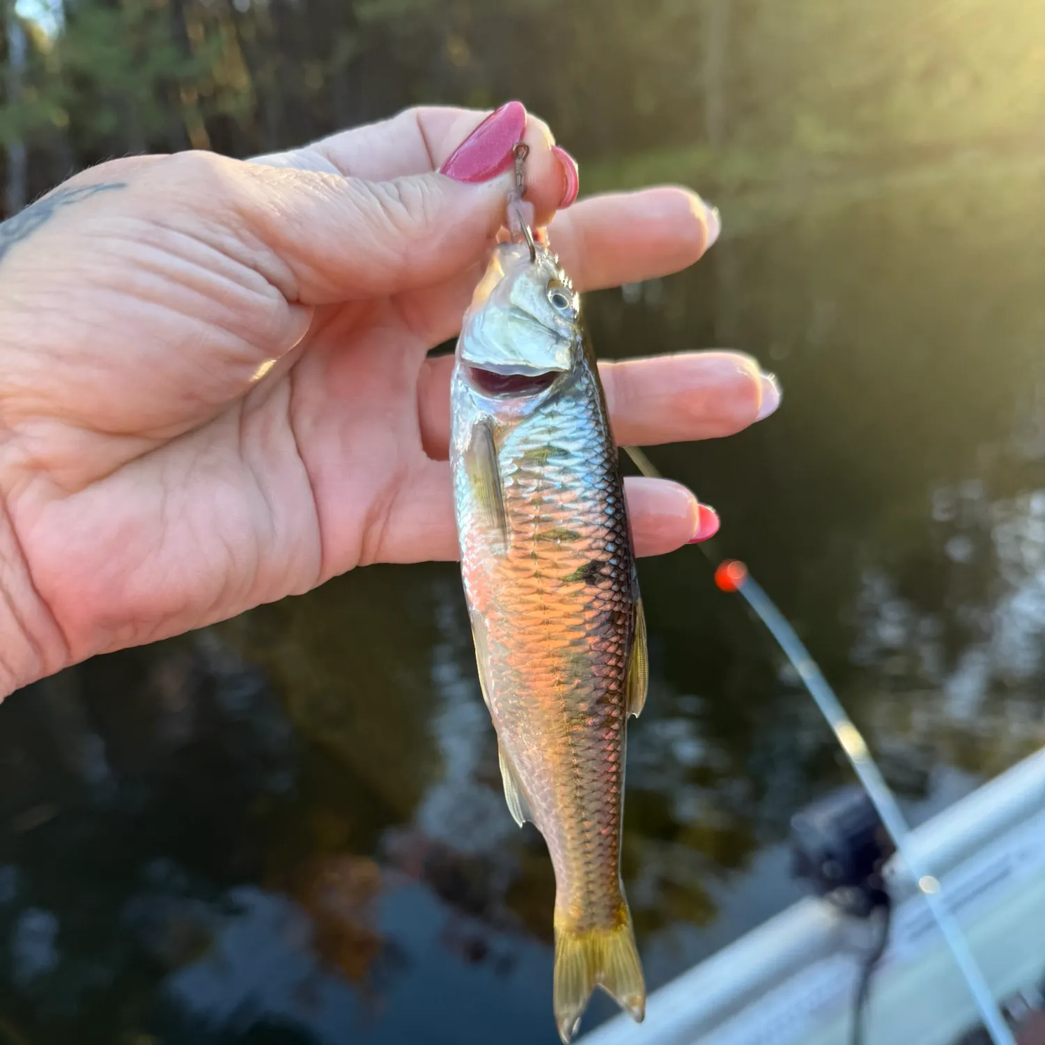 Common shiner caught on Fishbrain
