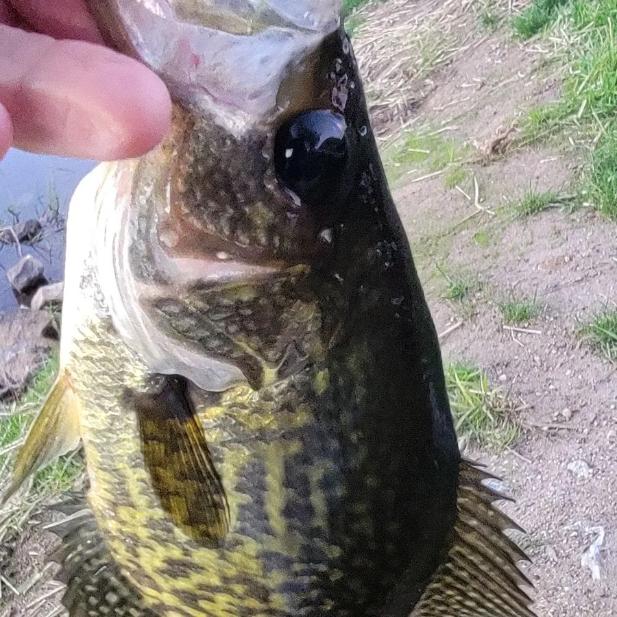 Black crappie caught on Fishbrain