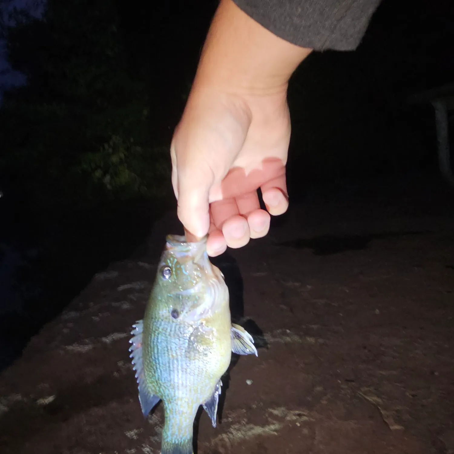 Green sunfish caught on Fishbrain