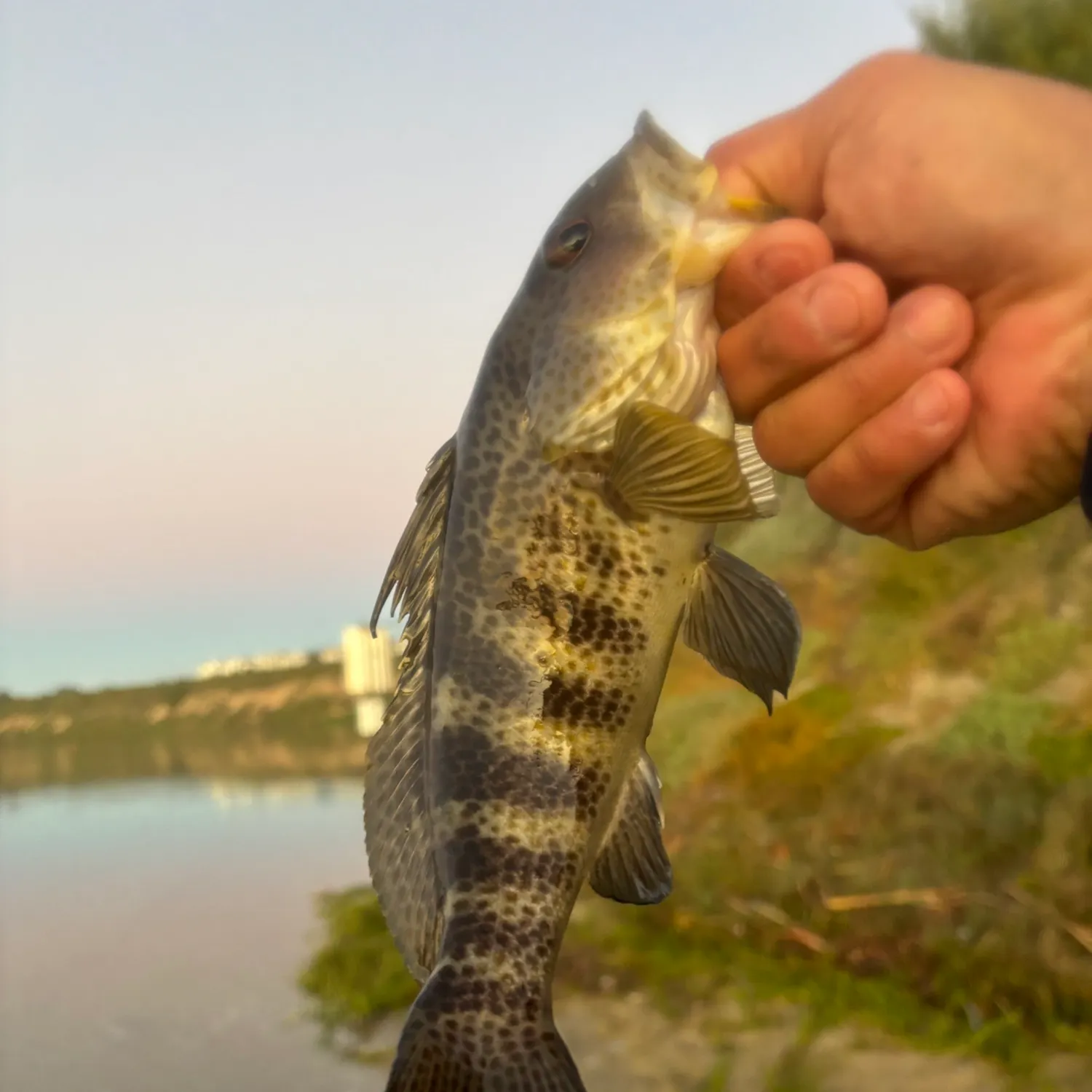 The most recent Spotted sand bass catches on Fishbrain