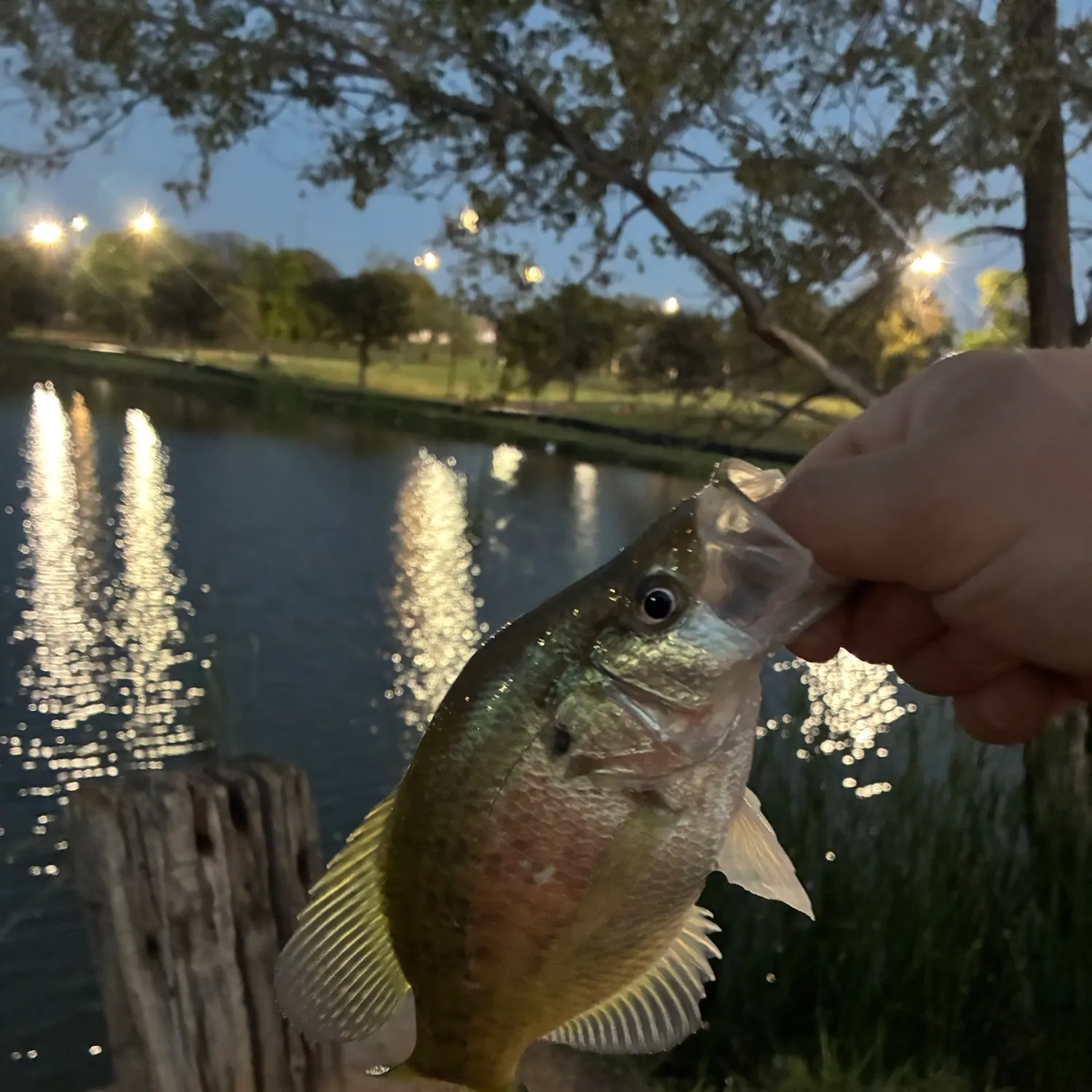 White crappie caught on Fishbrain