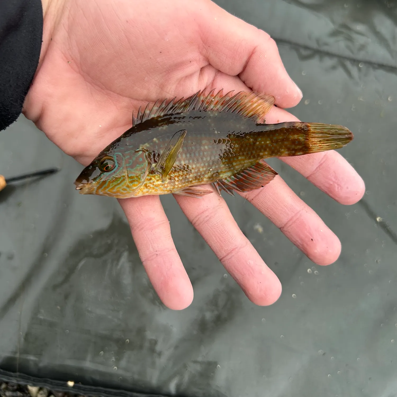Ballan wrasse caught on Fishbrain