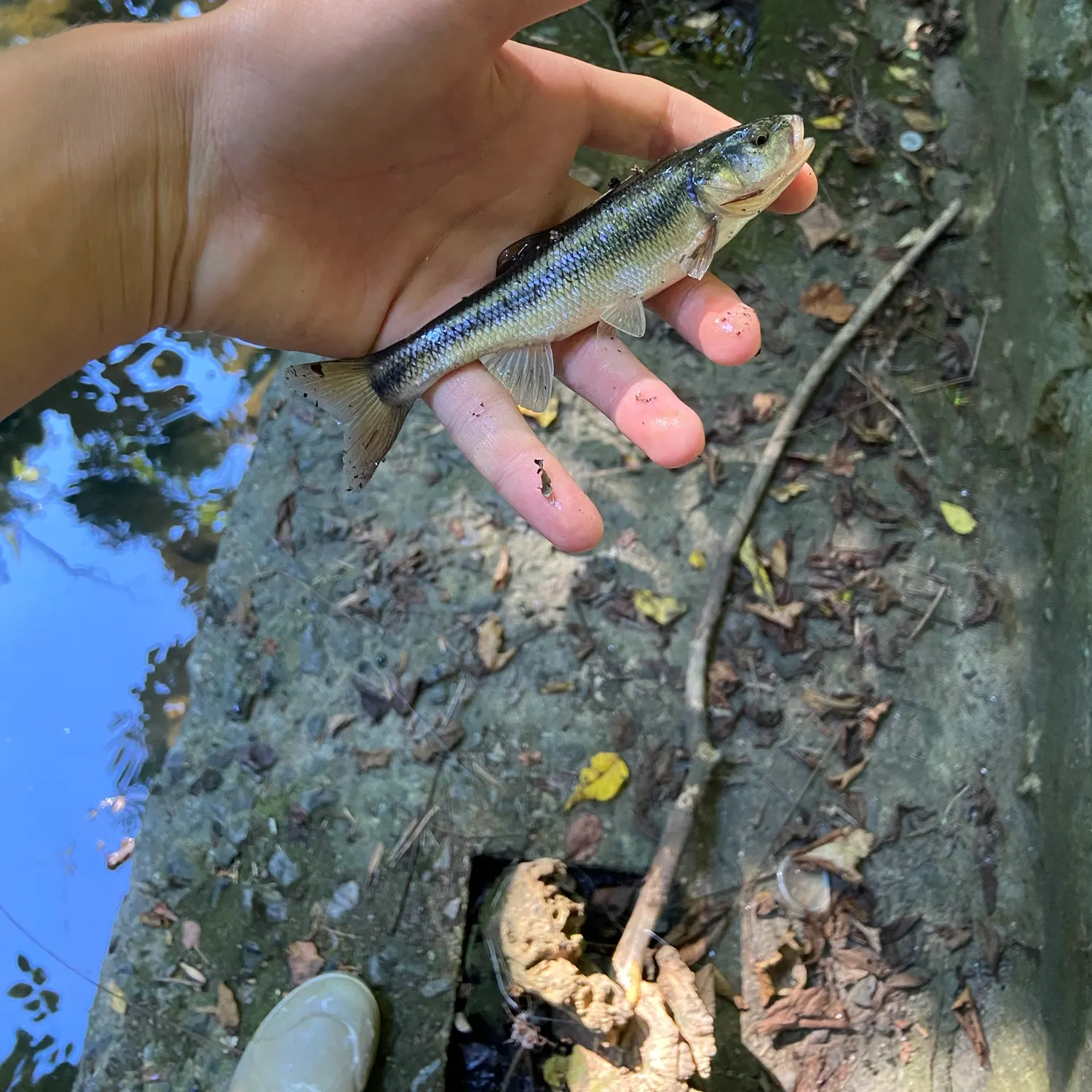 Creek chub caught on Fishbrain
