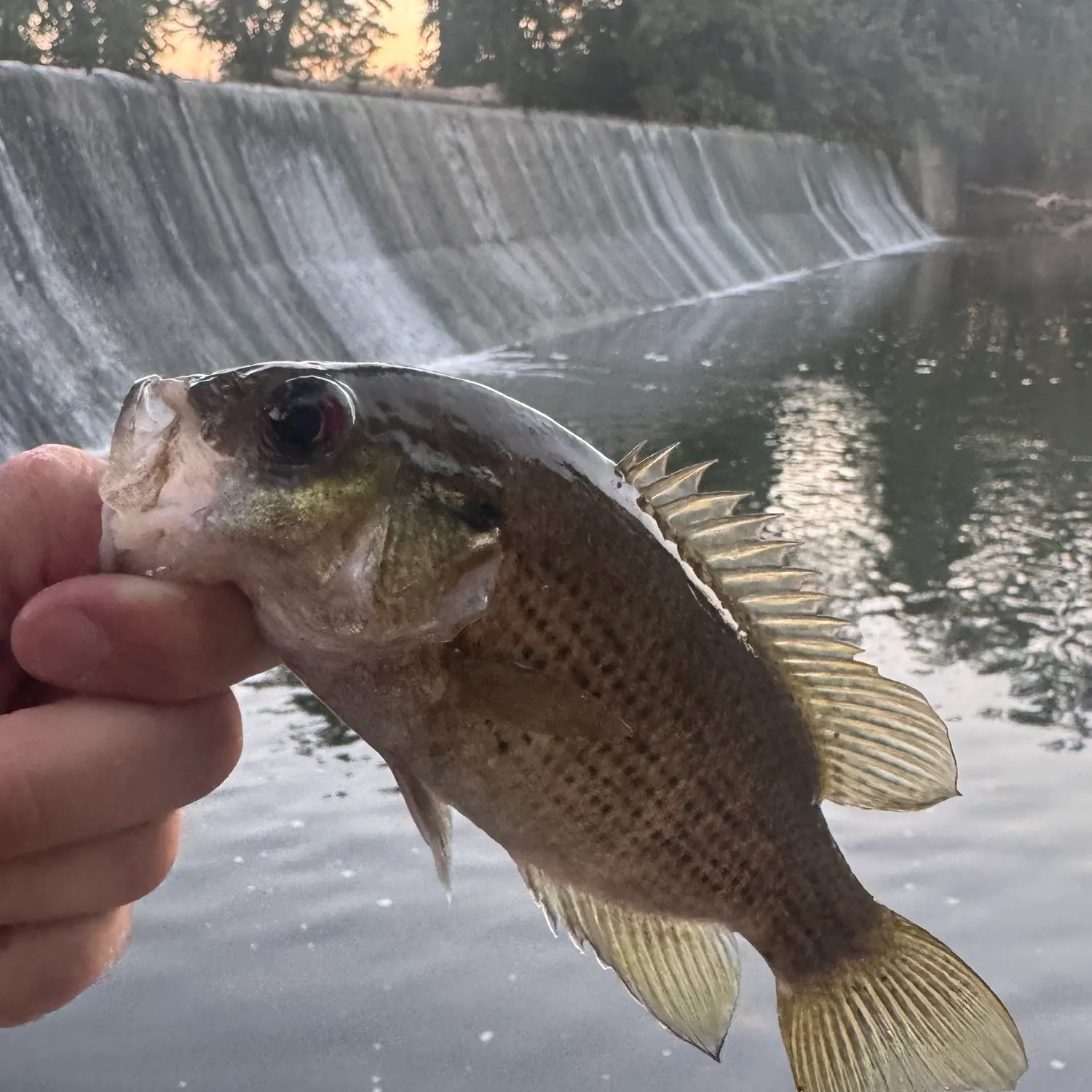Rock bass caught on Fishbrain