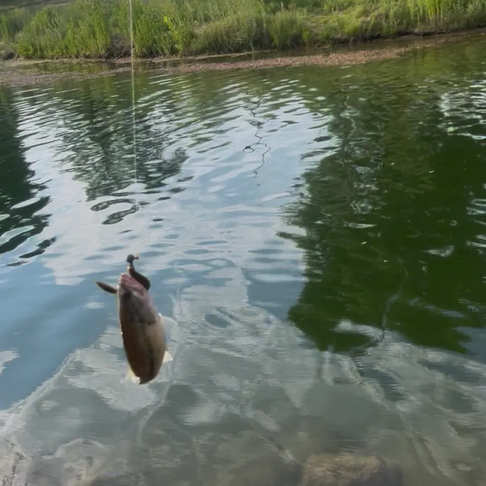 The most recent Meanmouth bass catches on Fishbrain