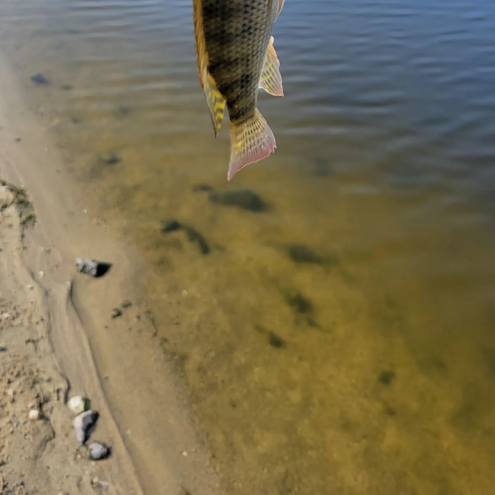 The most recent Redbelly tilapia catches on Fishbrain