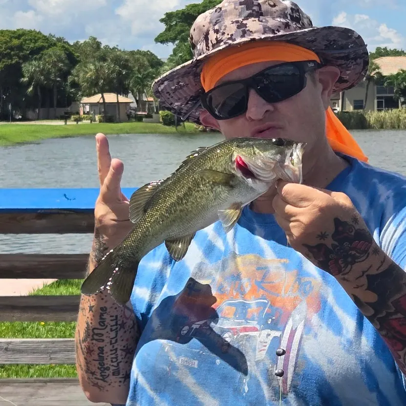 Largemouth bass caught on Fishbrain