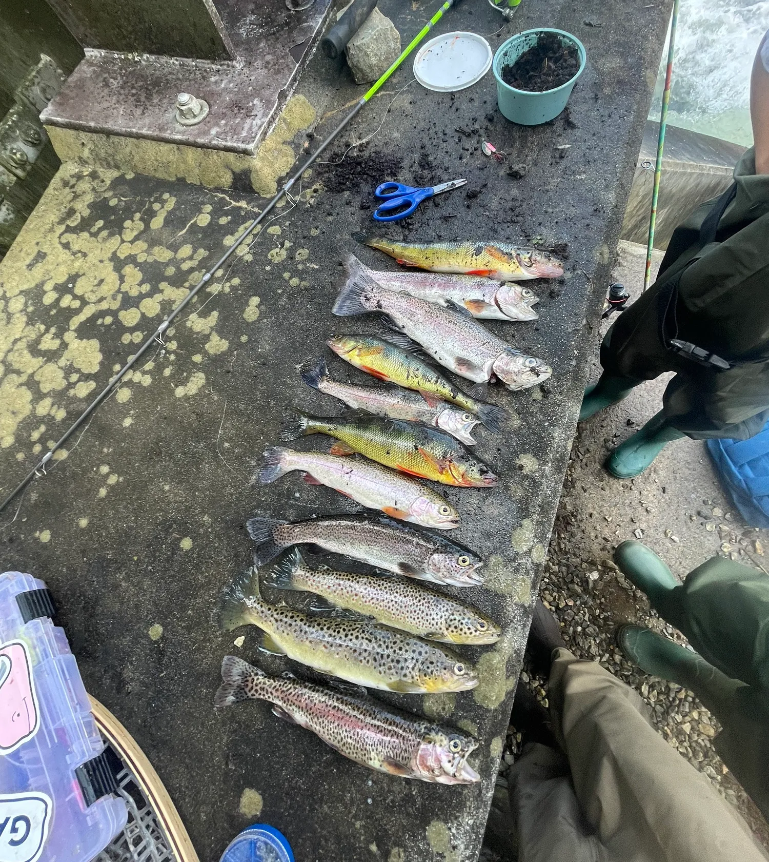 recently logged catches