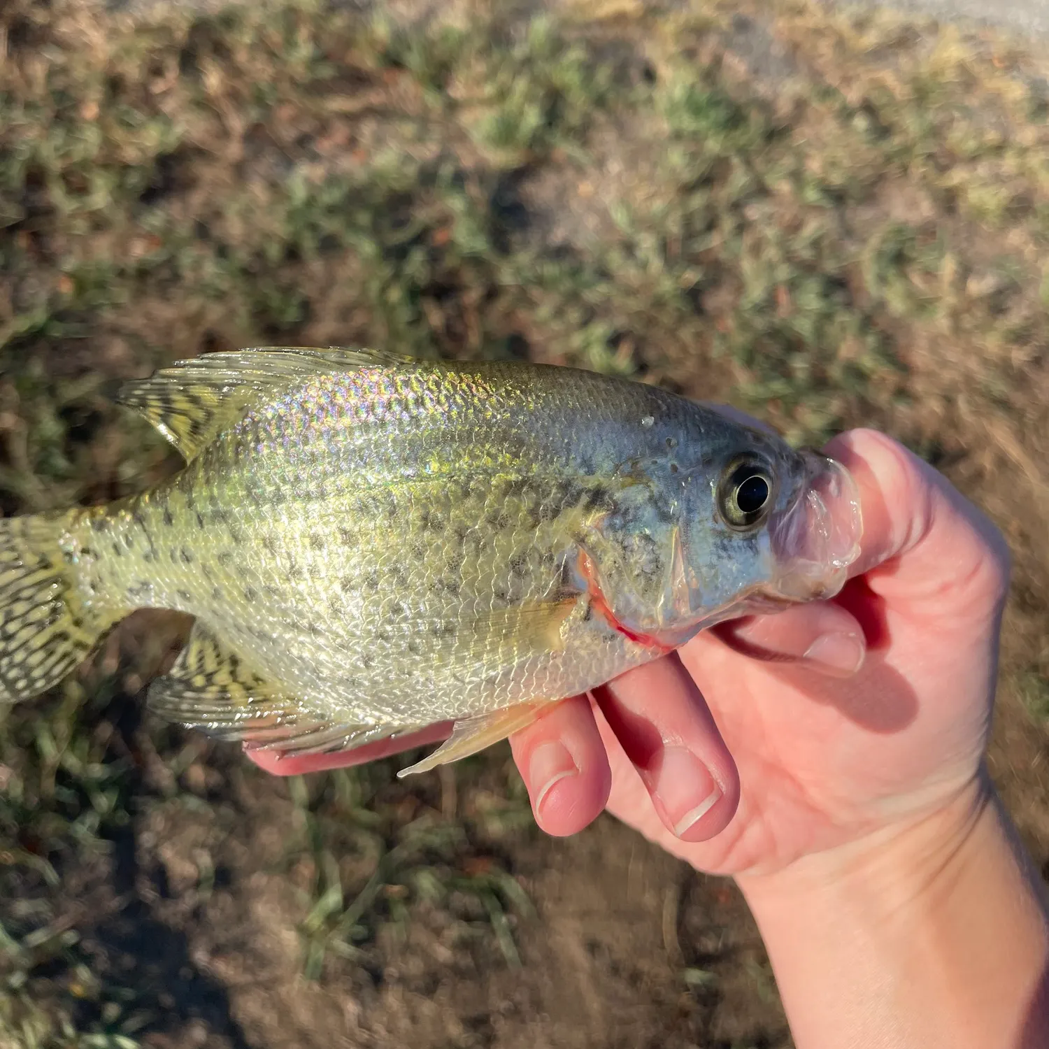 White crappie caught on Fishbrain