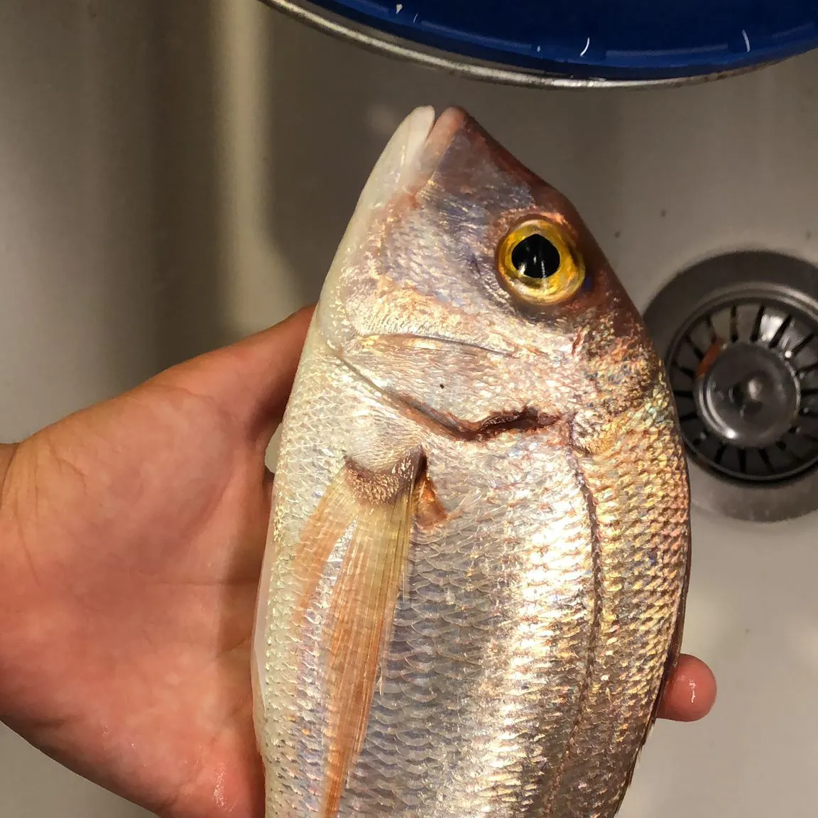 The most recent Common seabream catches on Fishbrain