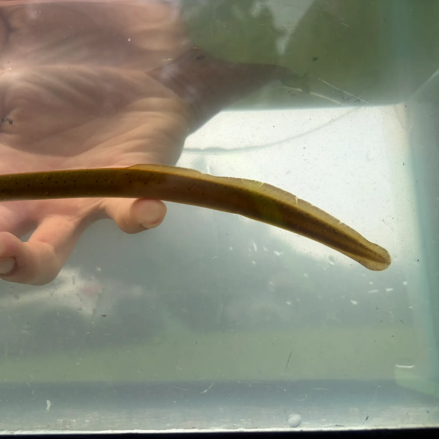 The most recent Ohio lamprey catches on Fishbrain