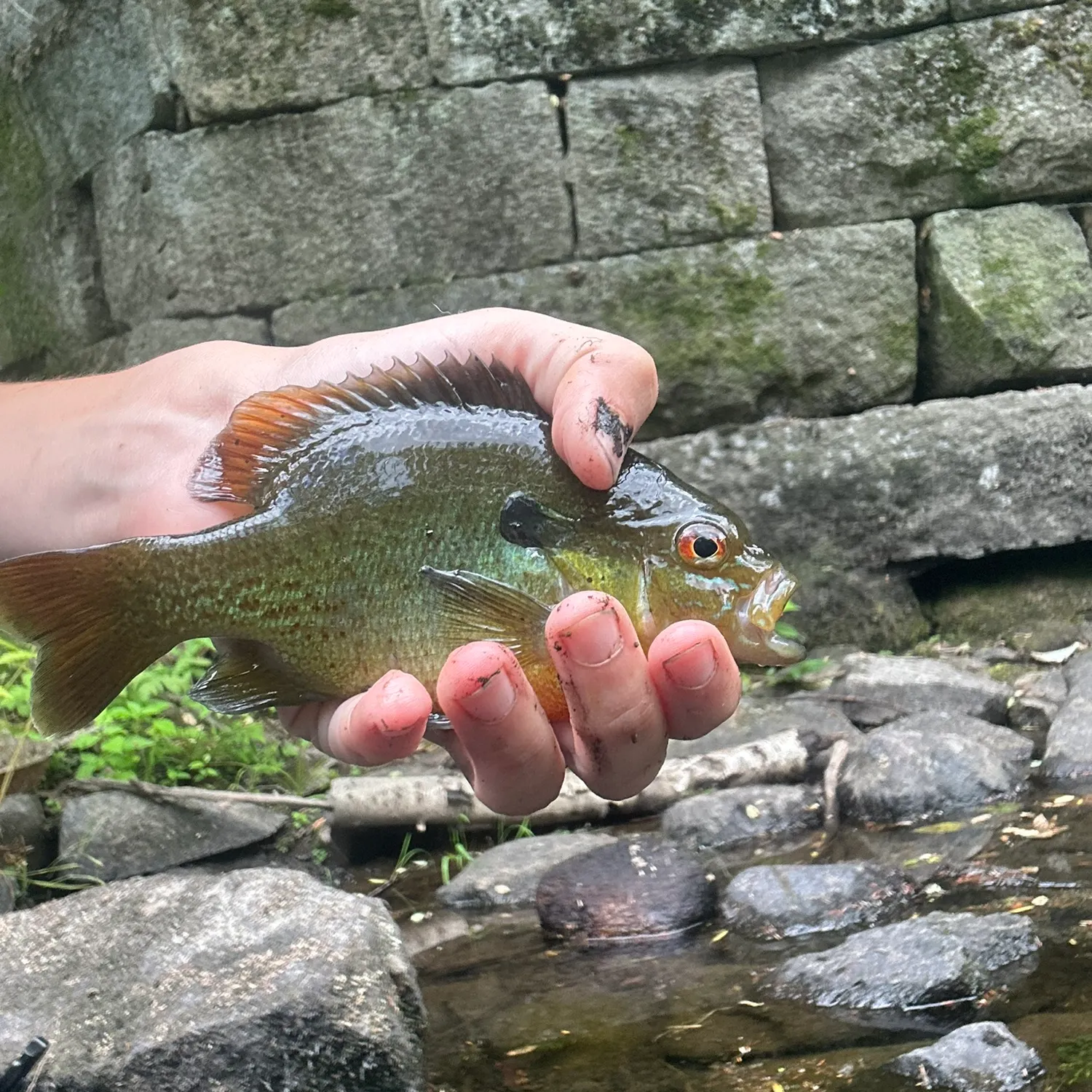 Redbreast sunfish caught on Fishbrain