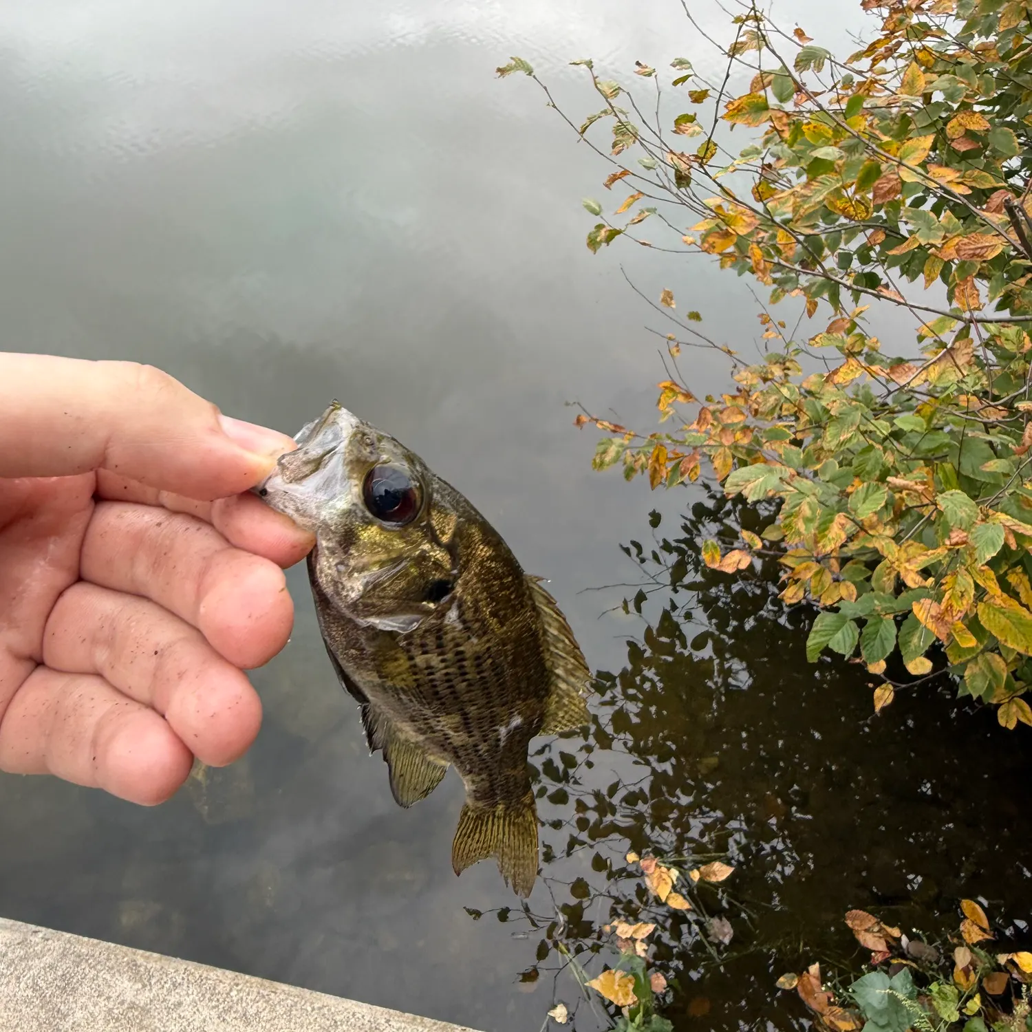 Rock bass caught on Fishbrain