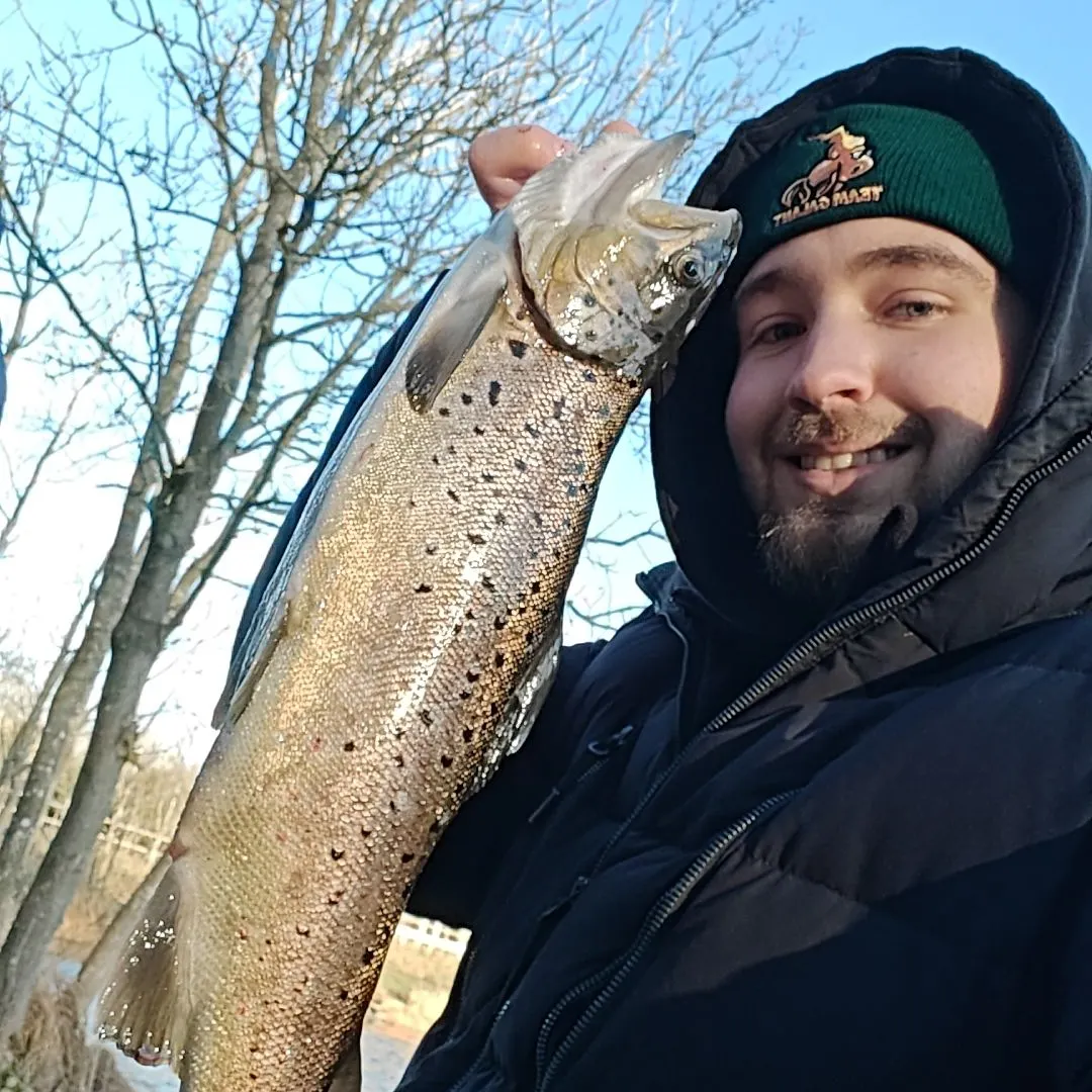 The most recent Lake trout catches on Fishbrain