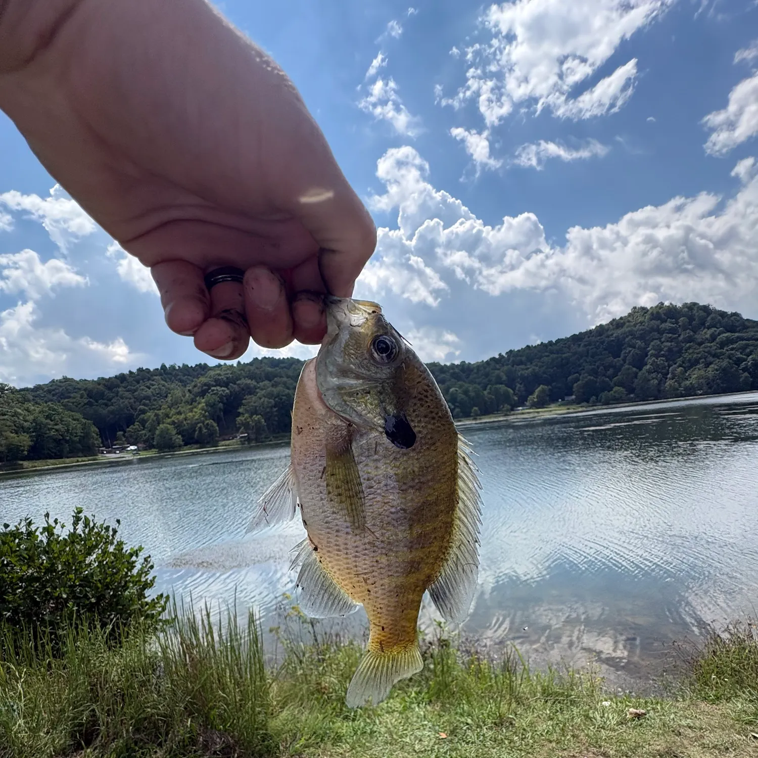 Bluegill caught on Fishbrain
