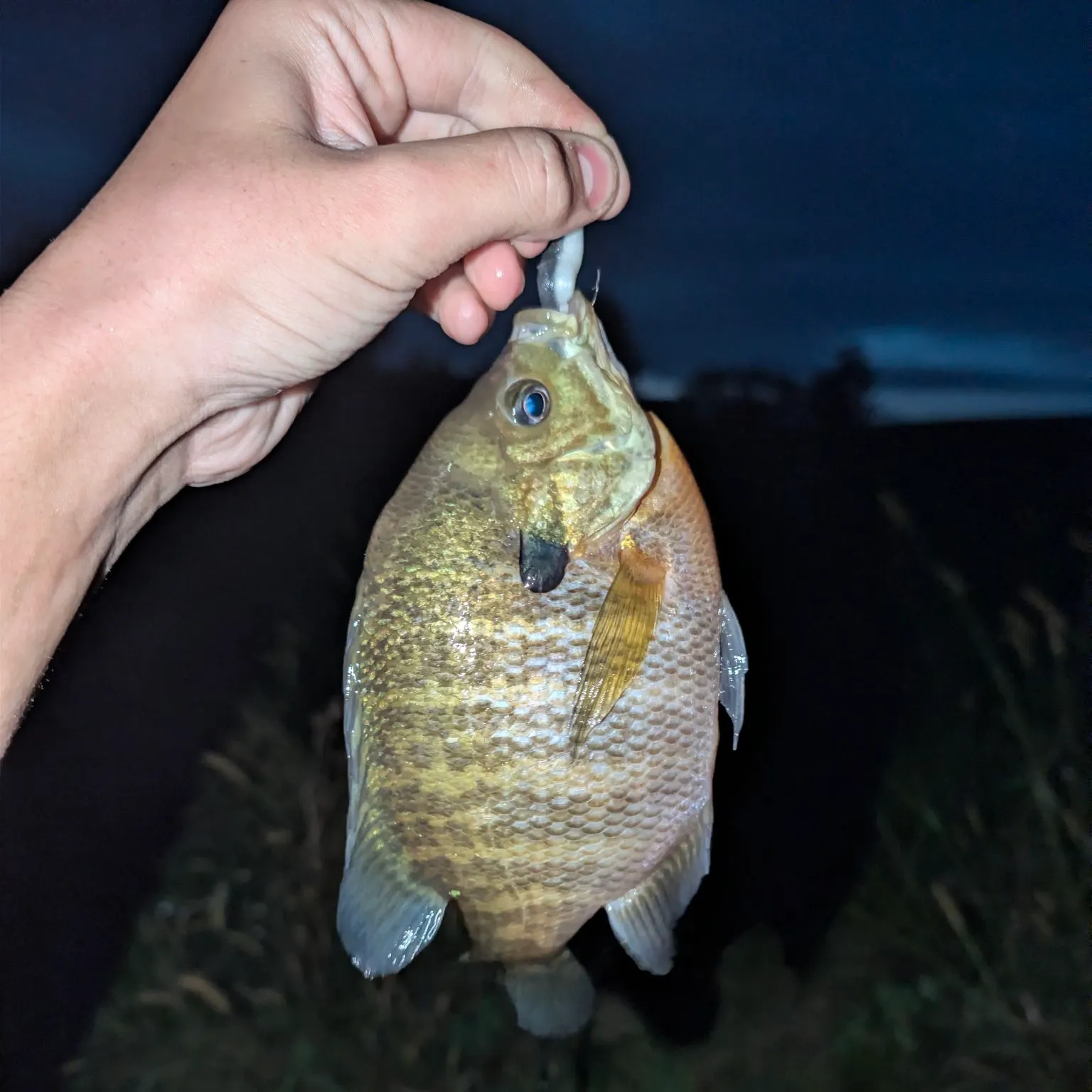 Bluegill caught on Fishbrain