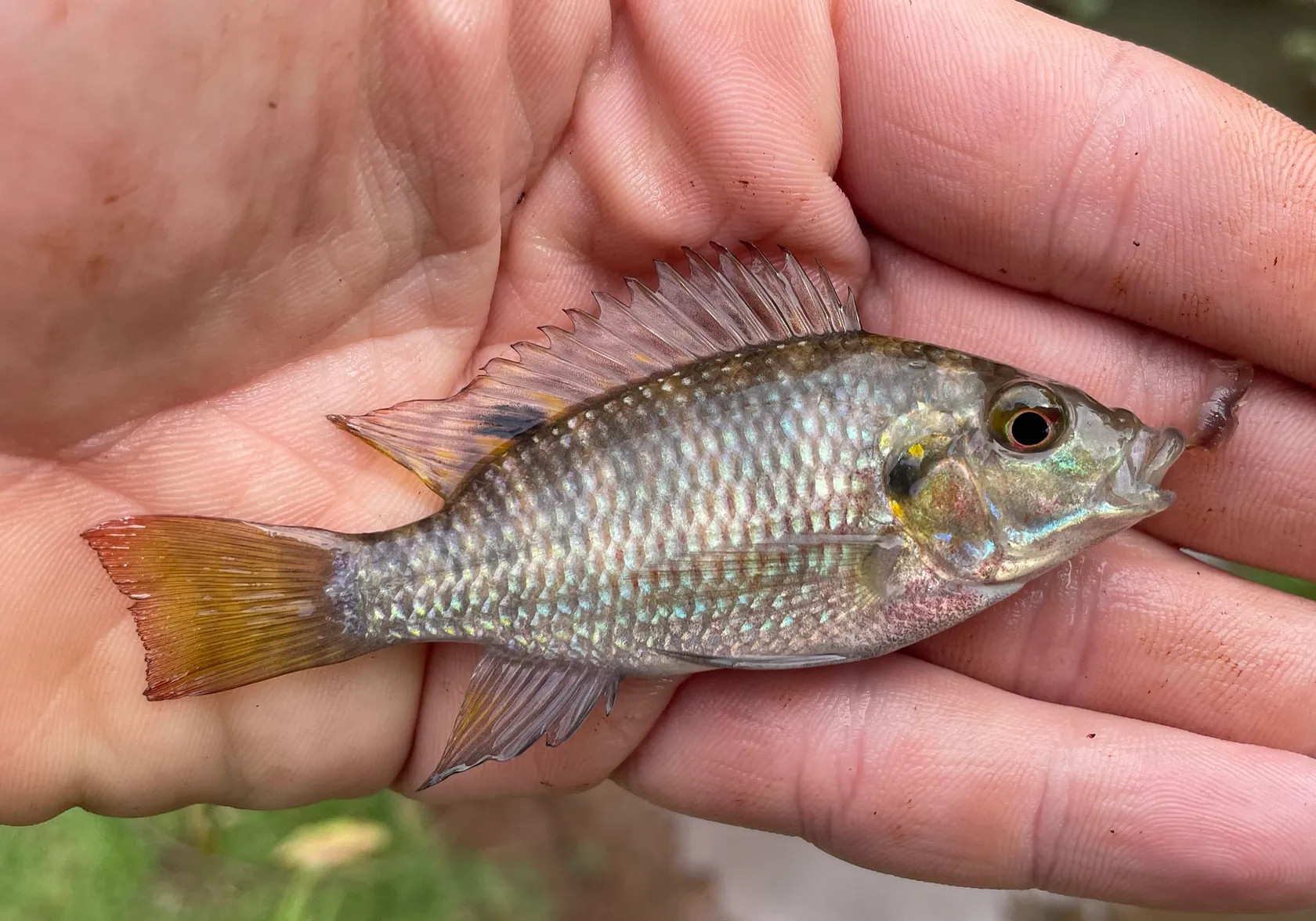 Redbelly tilapia