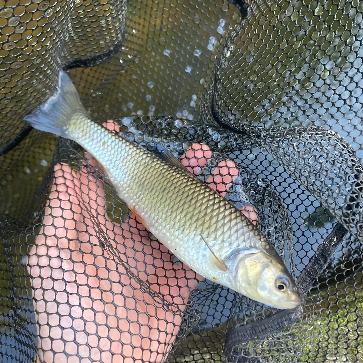 European chub caught on Fishbrain