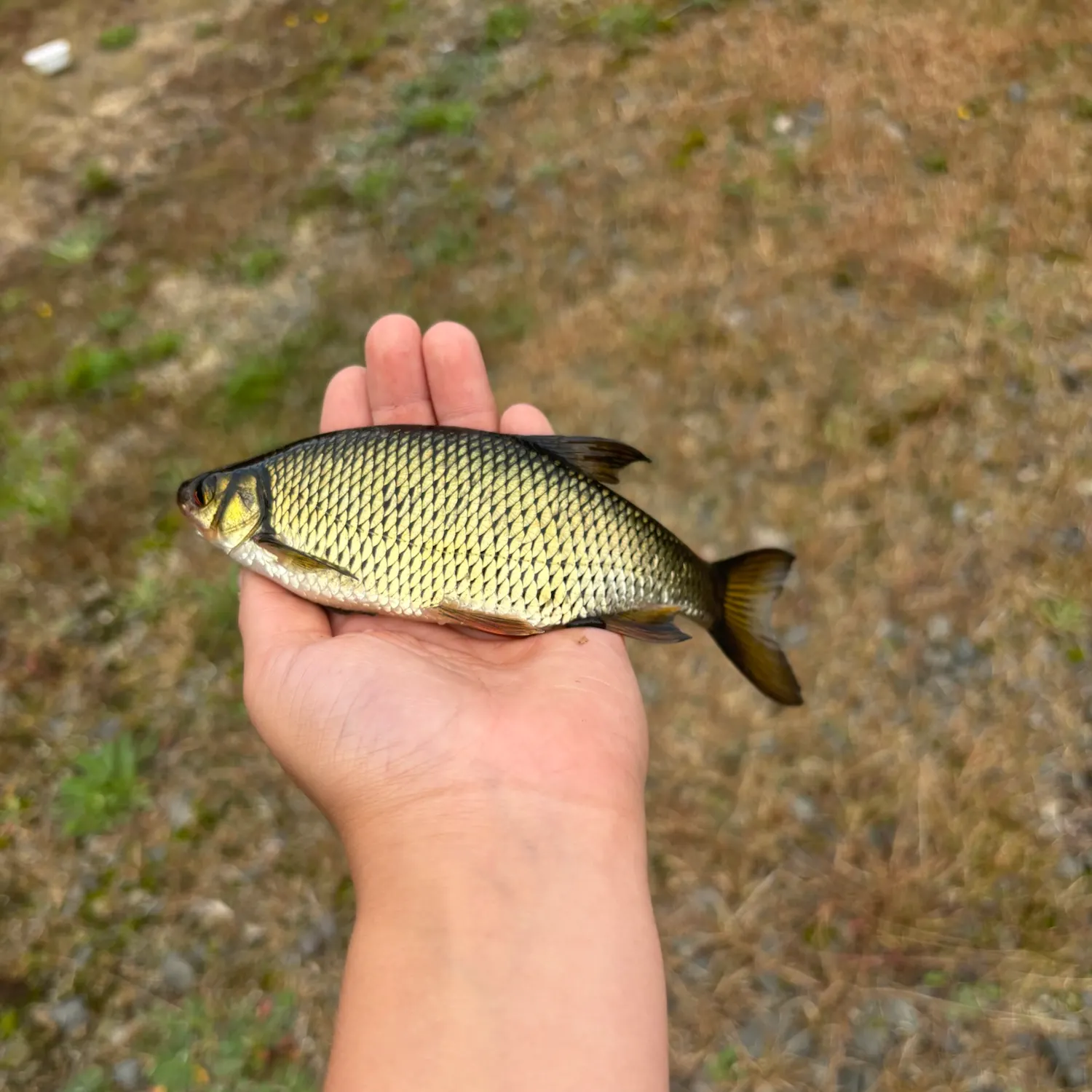 Golden shiner caught on Fishbrain