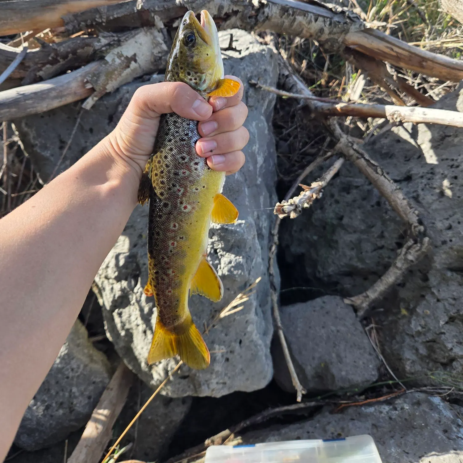 Brown trout caught on Fishbrain