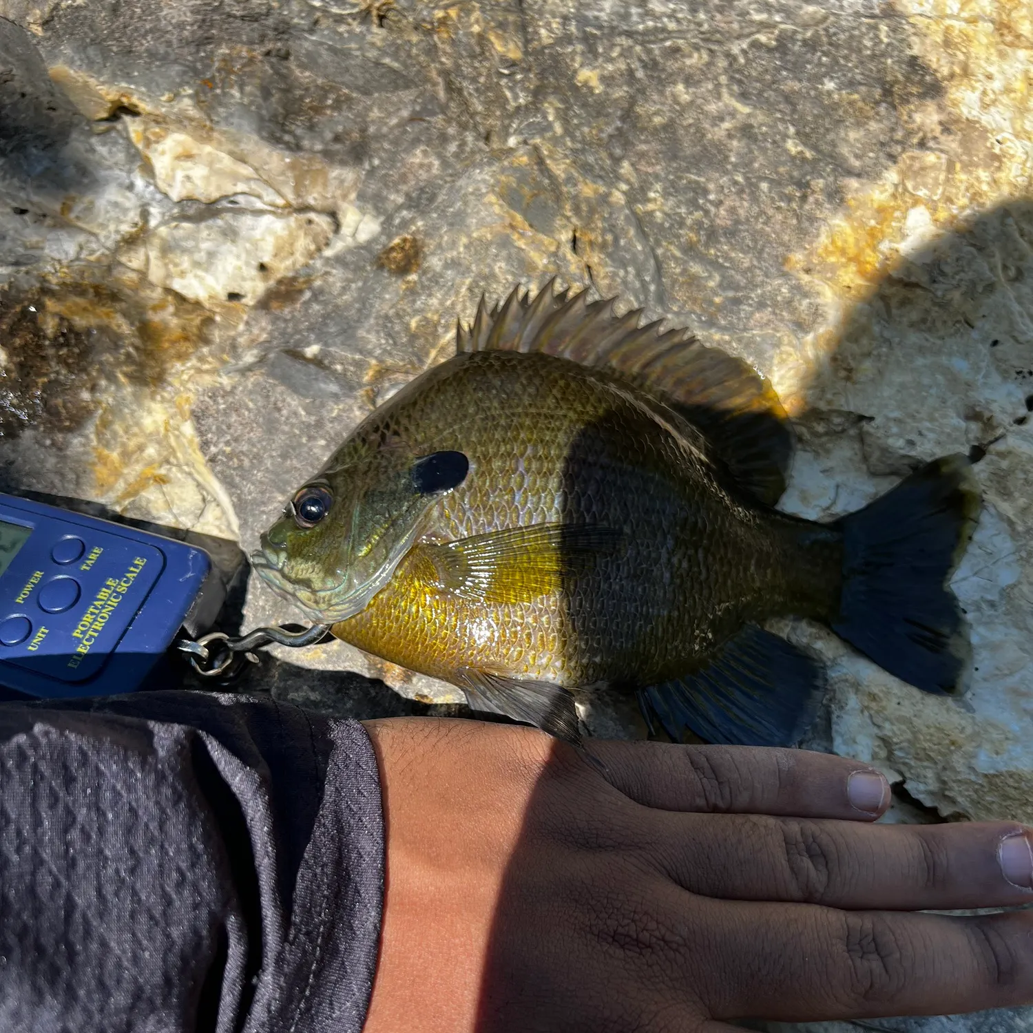 Bluegill caught on Fishbrain