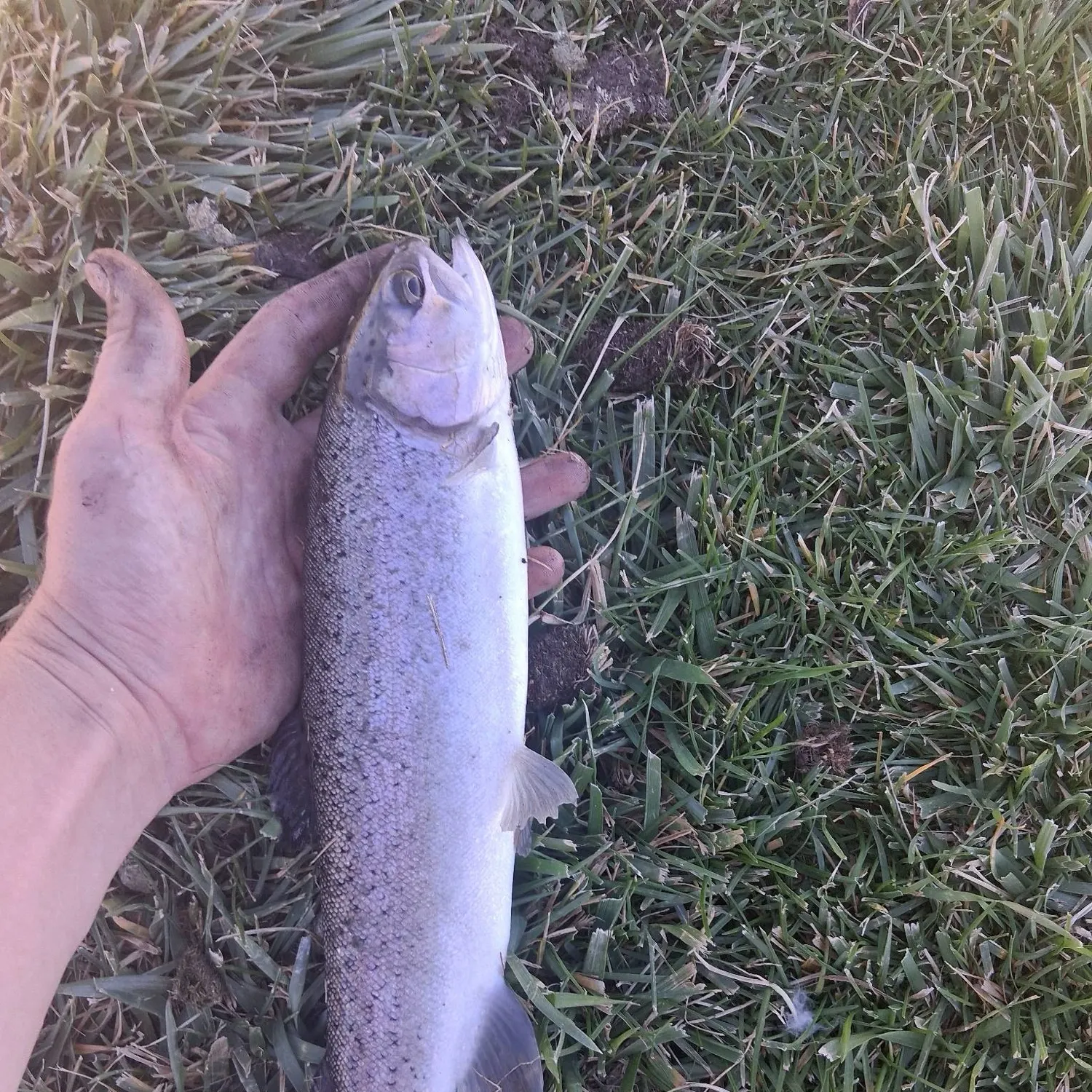 Rainbow trout caught on Fishbrain