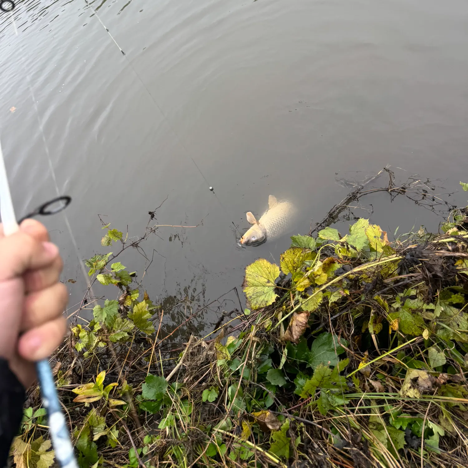 Common carp caught on Fishbrain