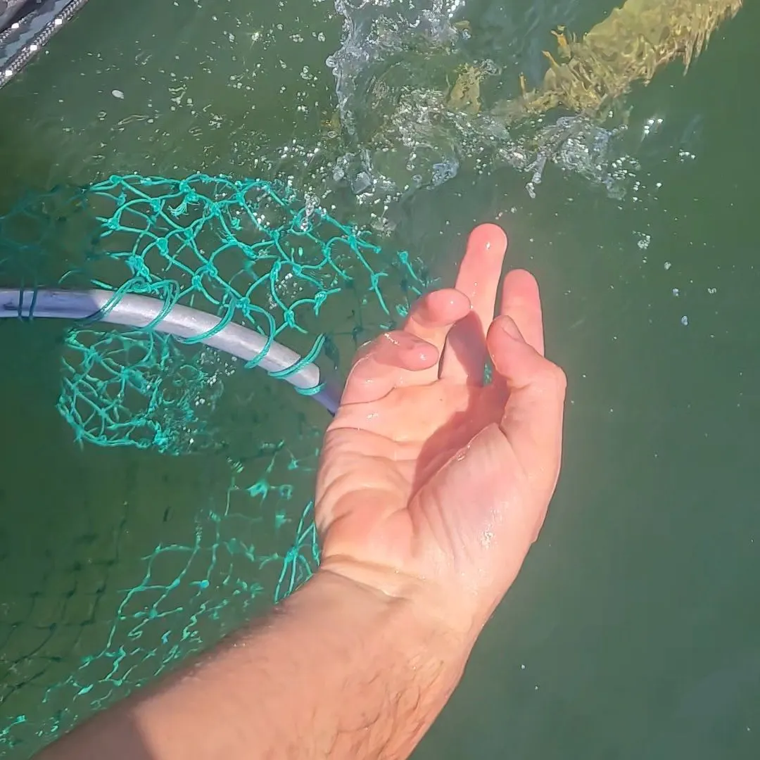 Bear Lake cutthroat trout caught on Fishbrain