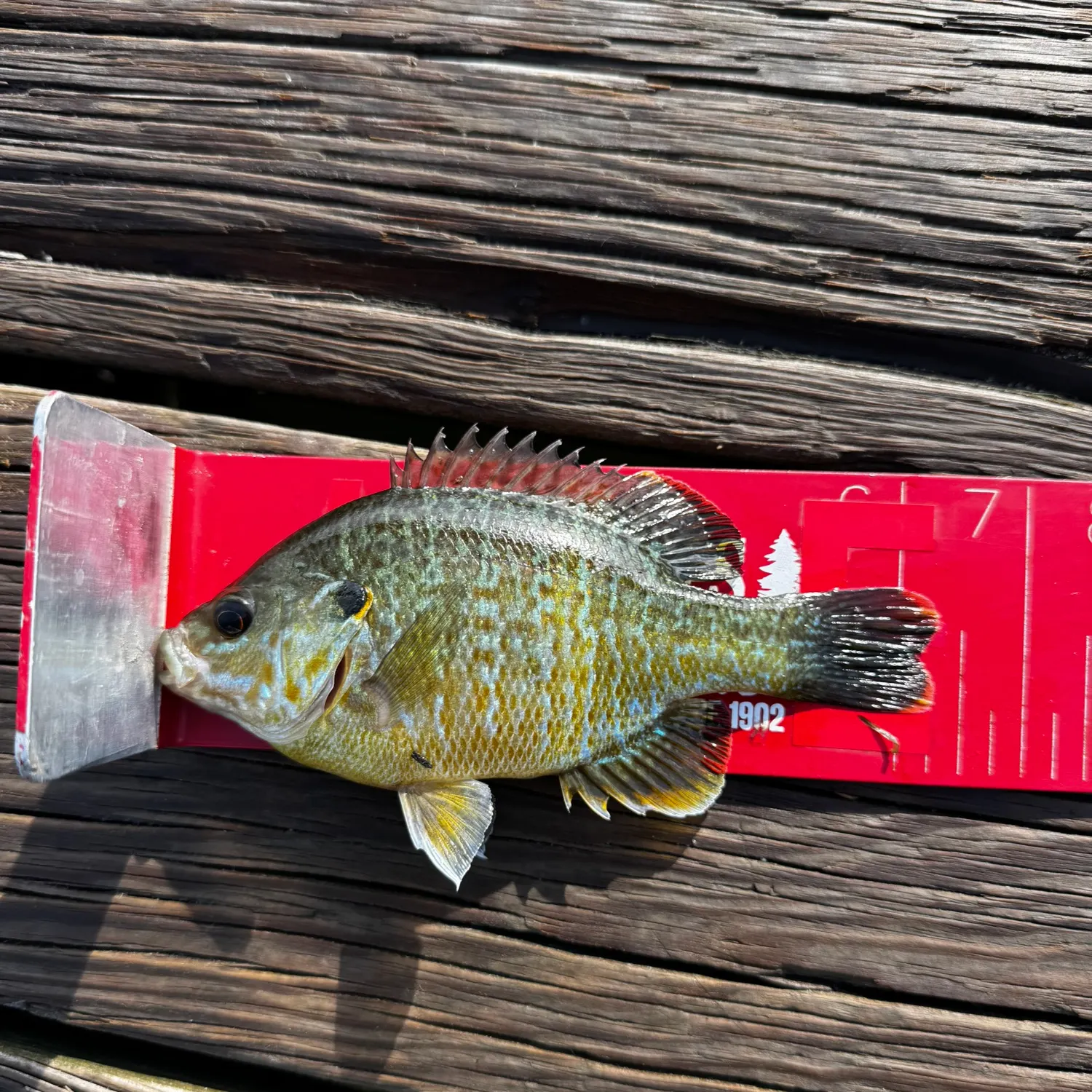 recently logged catches